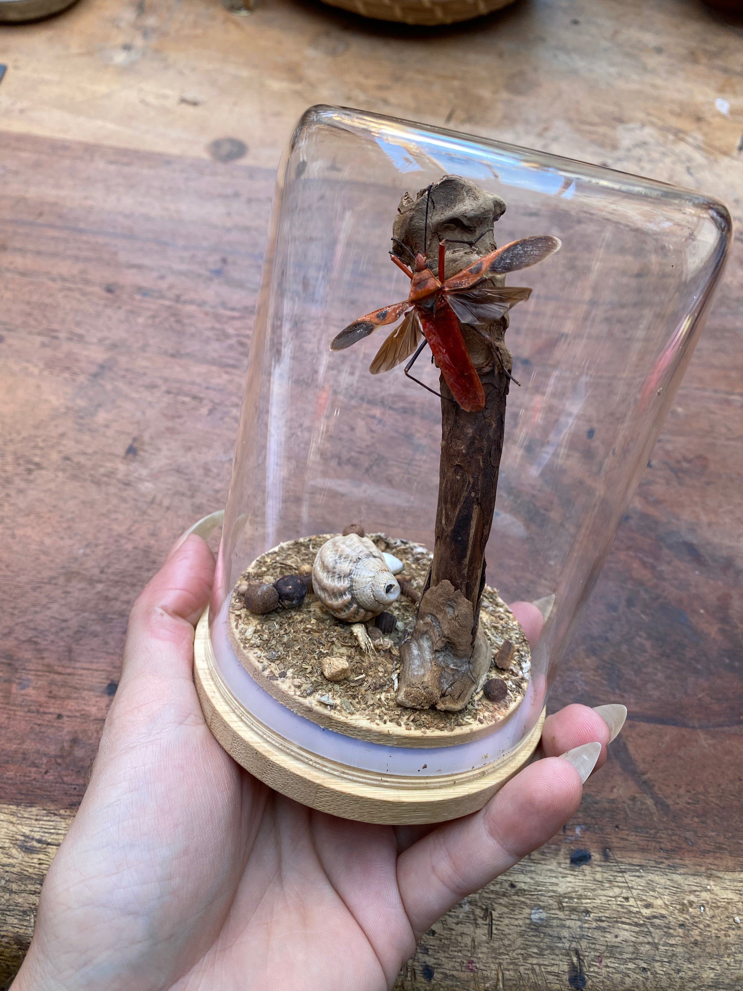 Red Cotton Stainer Bug (Dysdercus cingulatus) Glass Diorama