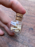 Fox Claws in Small Glass Vial