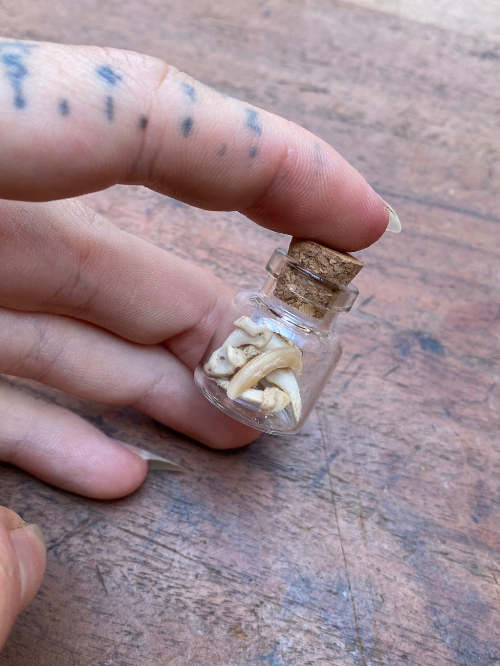 Fox Claws in Small Glass Vial