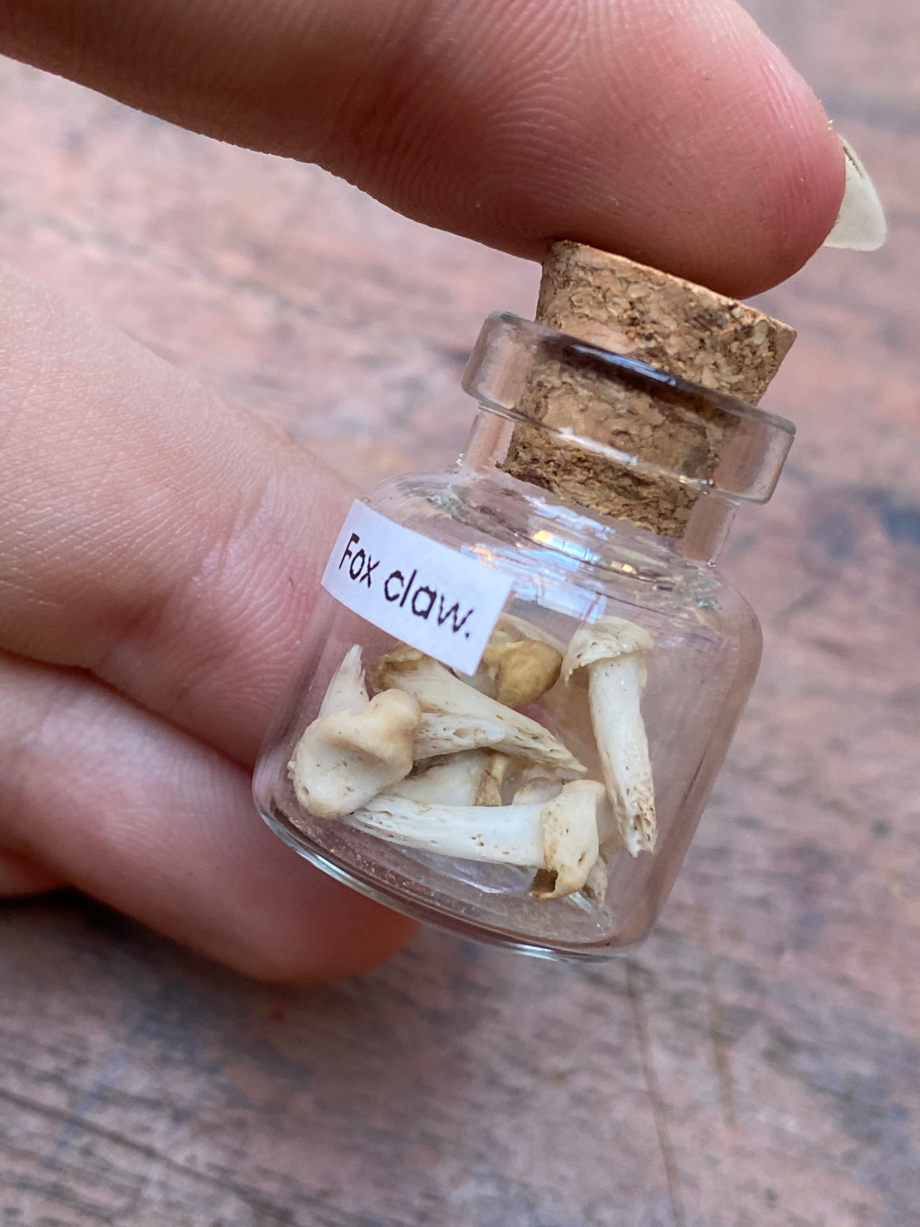 Fox Claws in Small Glass Vial