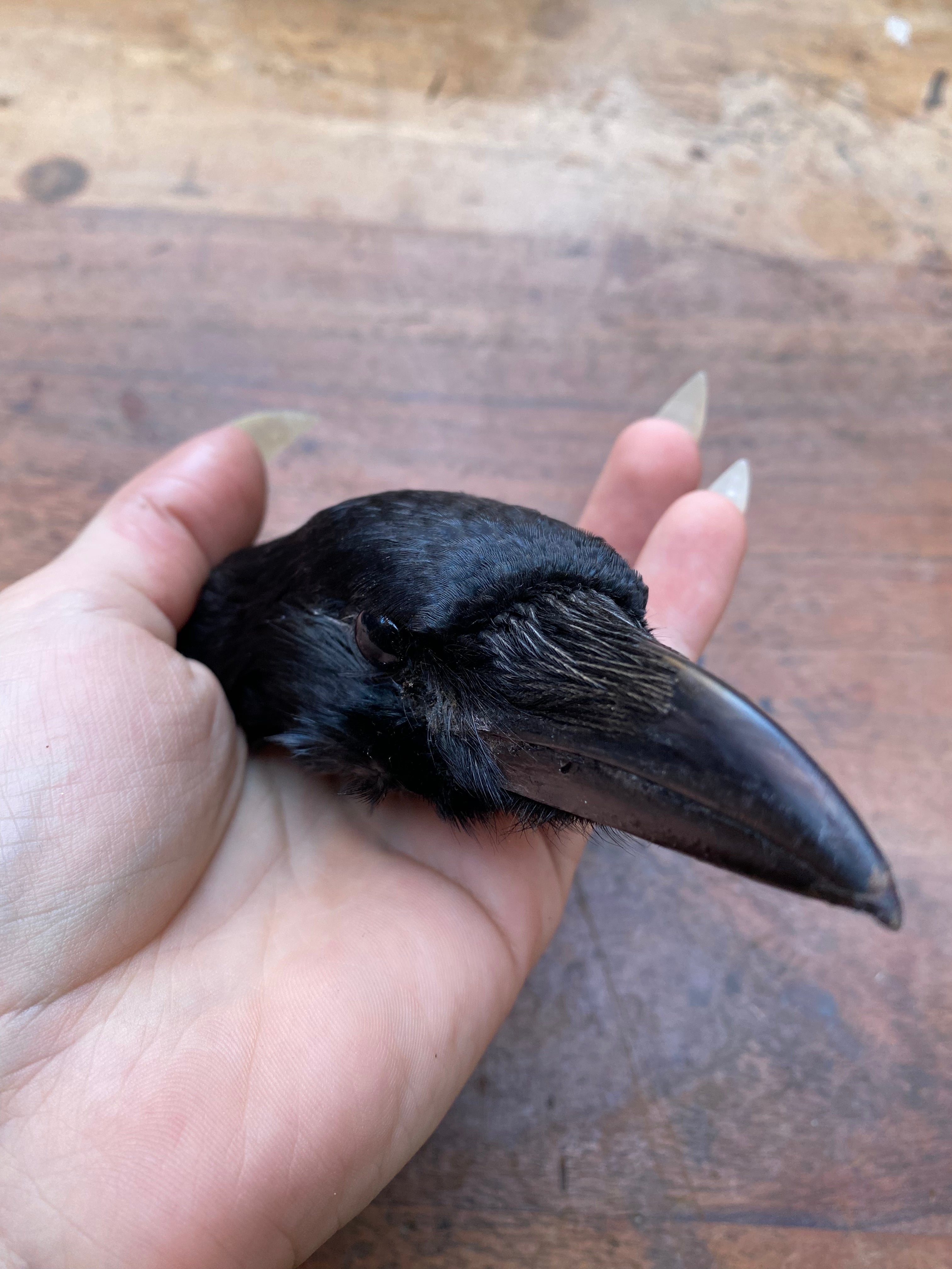 Taxidermy Crow Head