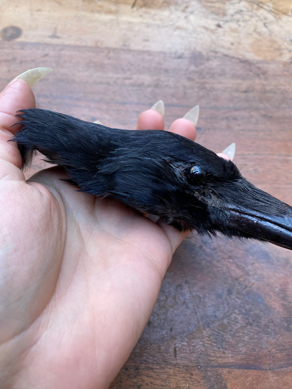 Taxidermy Crow Head