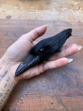 Taxidermy Crow Head