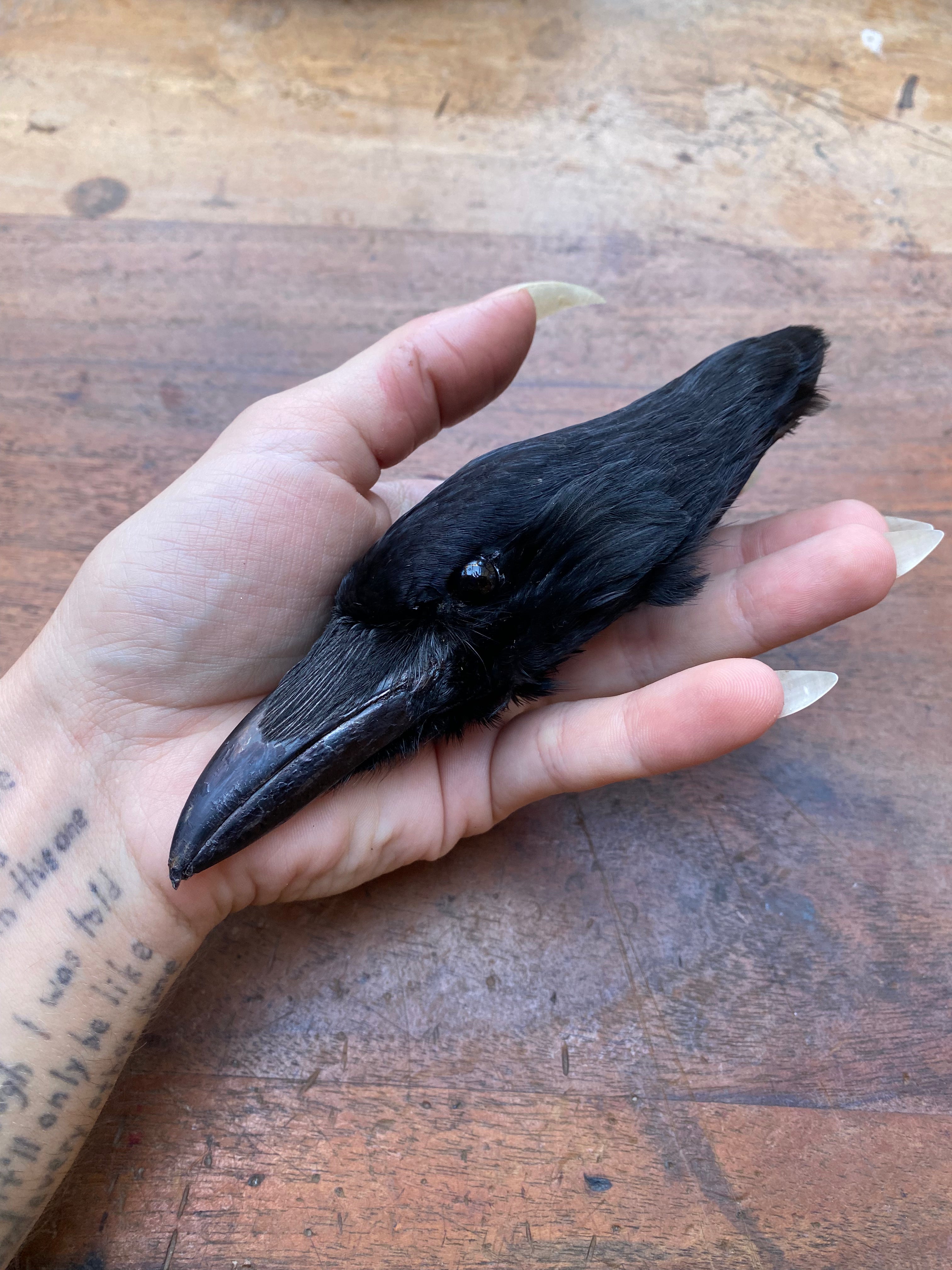 Taxidermy Crow Head