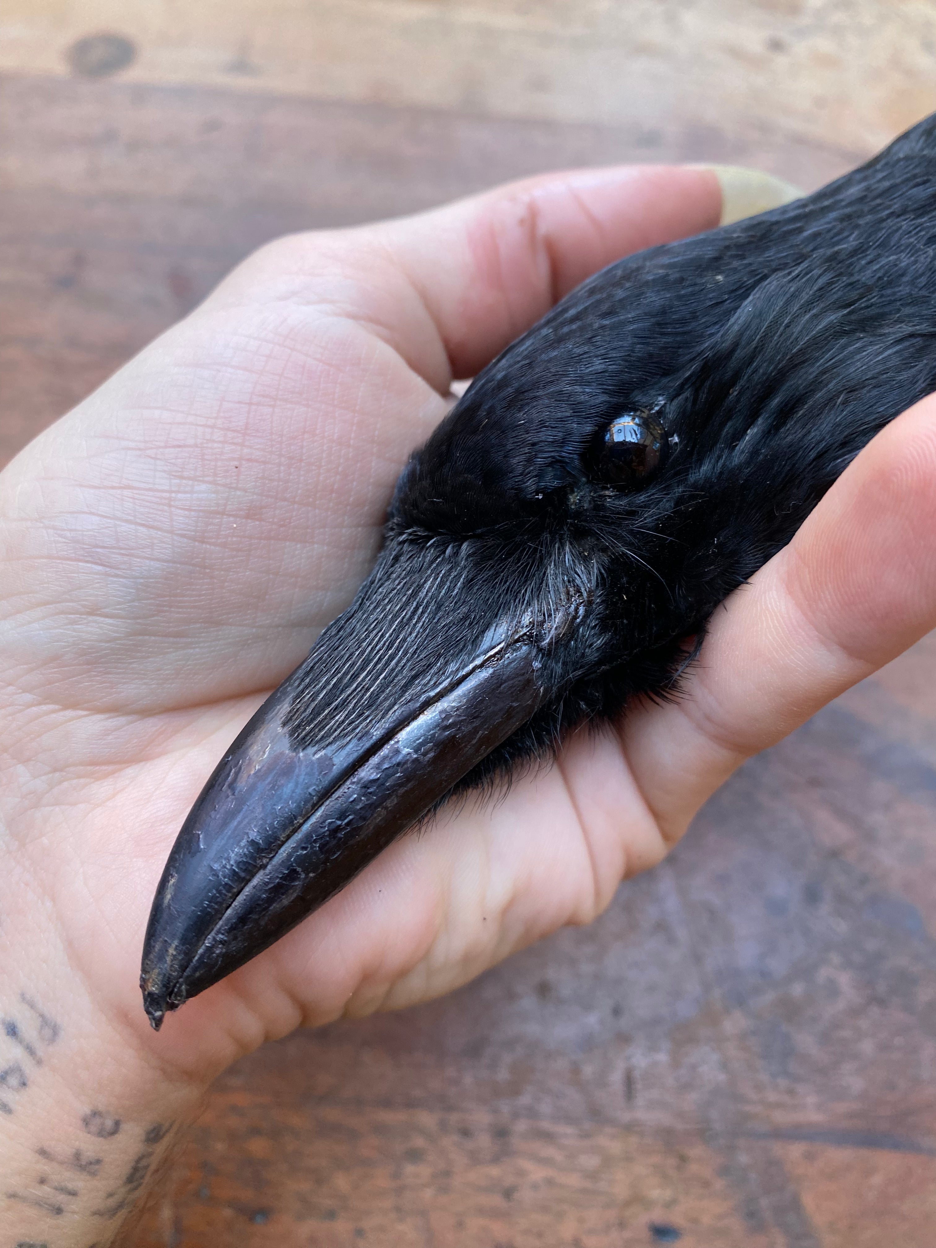 Taxidermy Crow Head