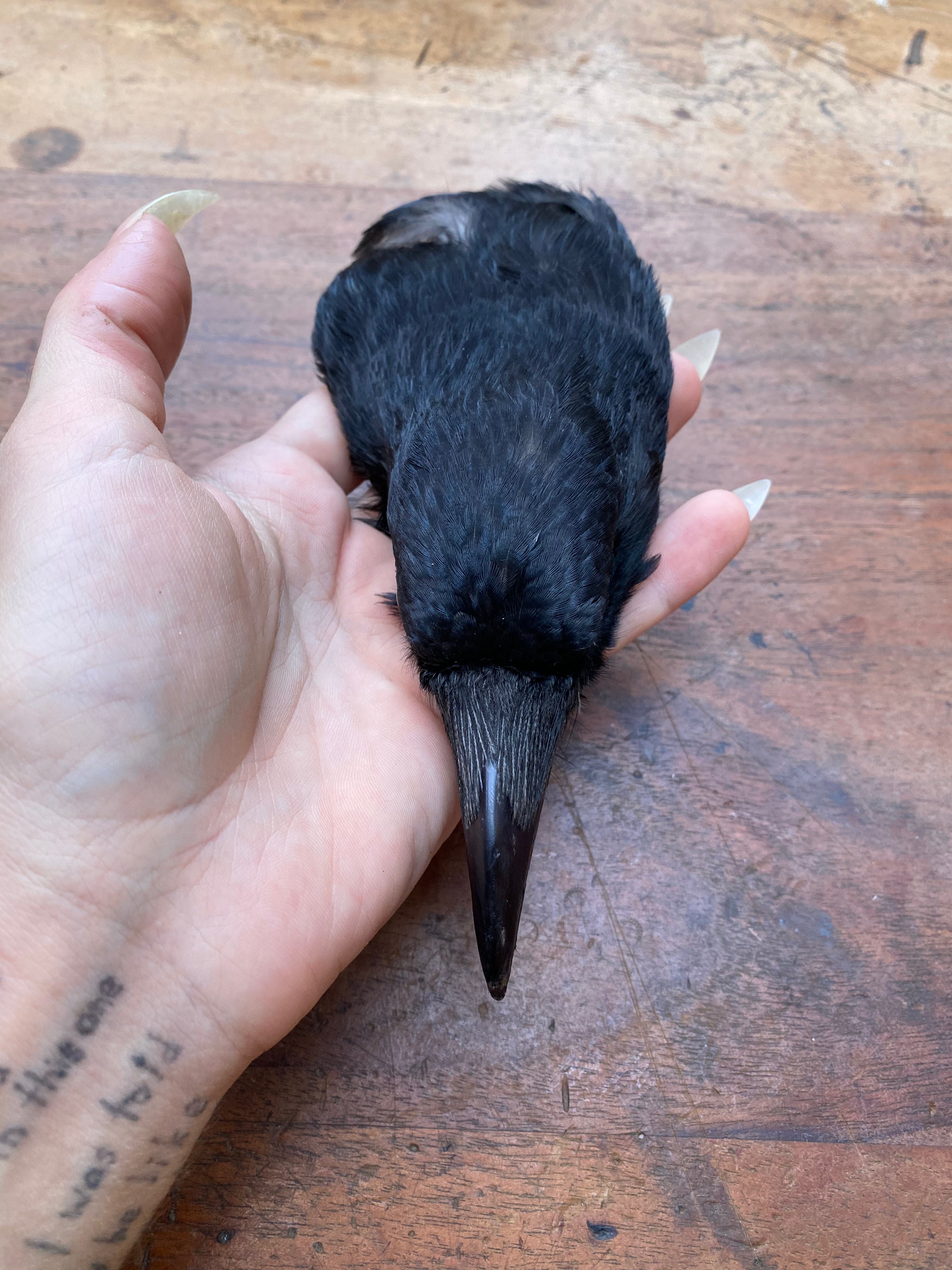 Taxidermy Crow Head
