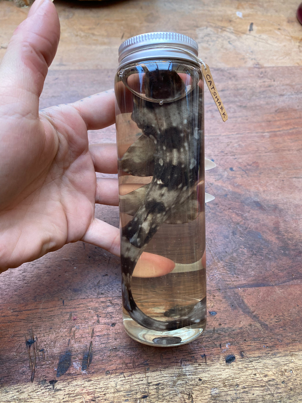 Catshark (Scyliorhinidae) Wet Specimen