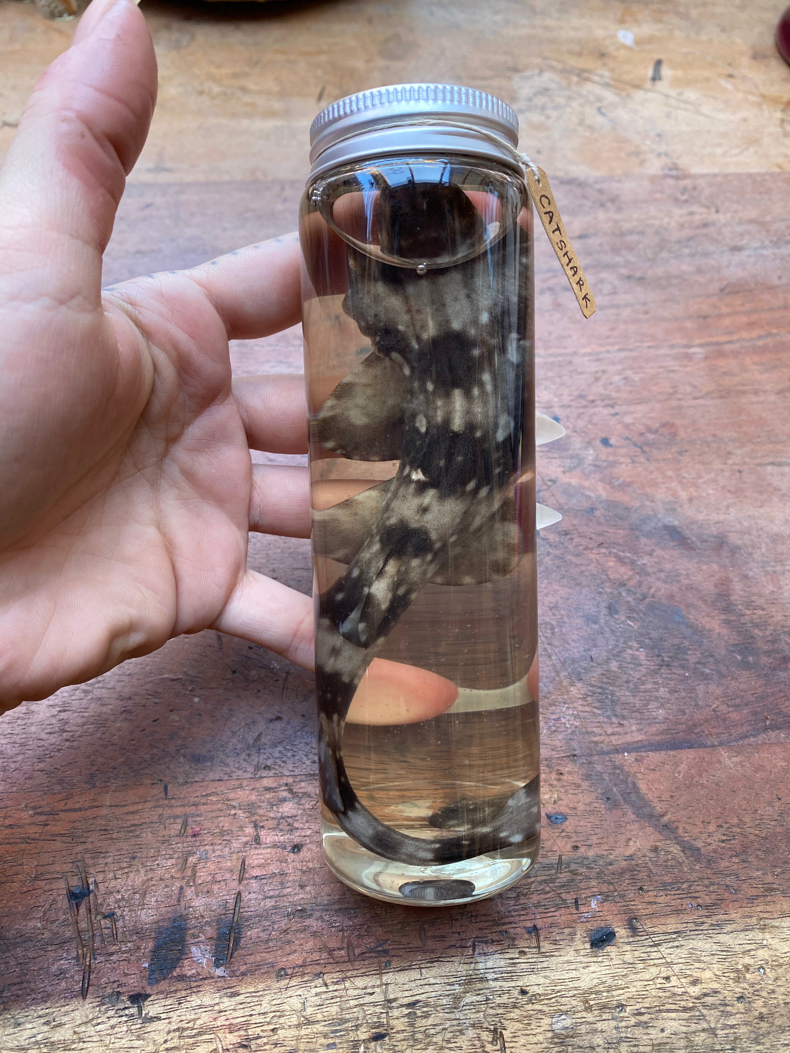 Catshark (Scyliorhinidae) Wet Specimen