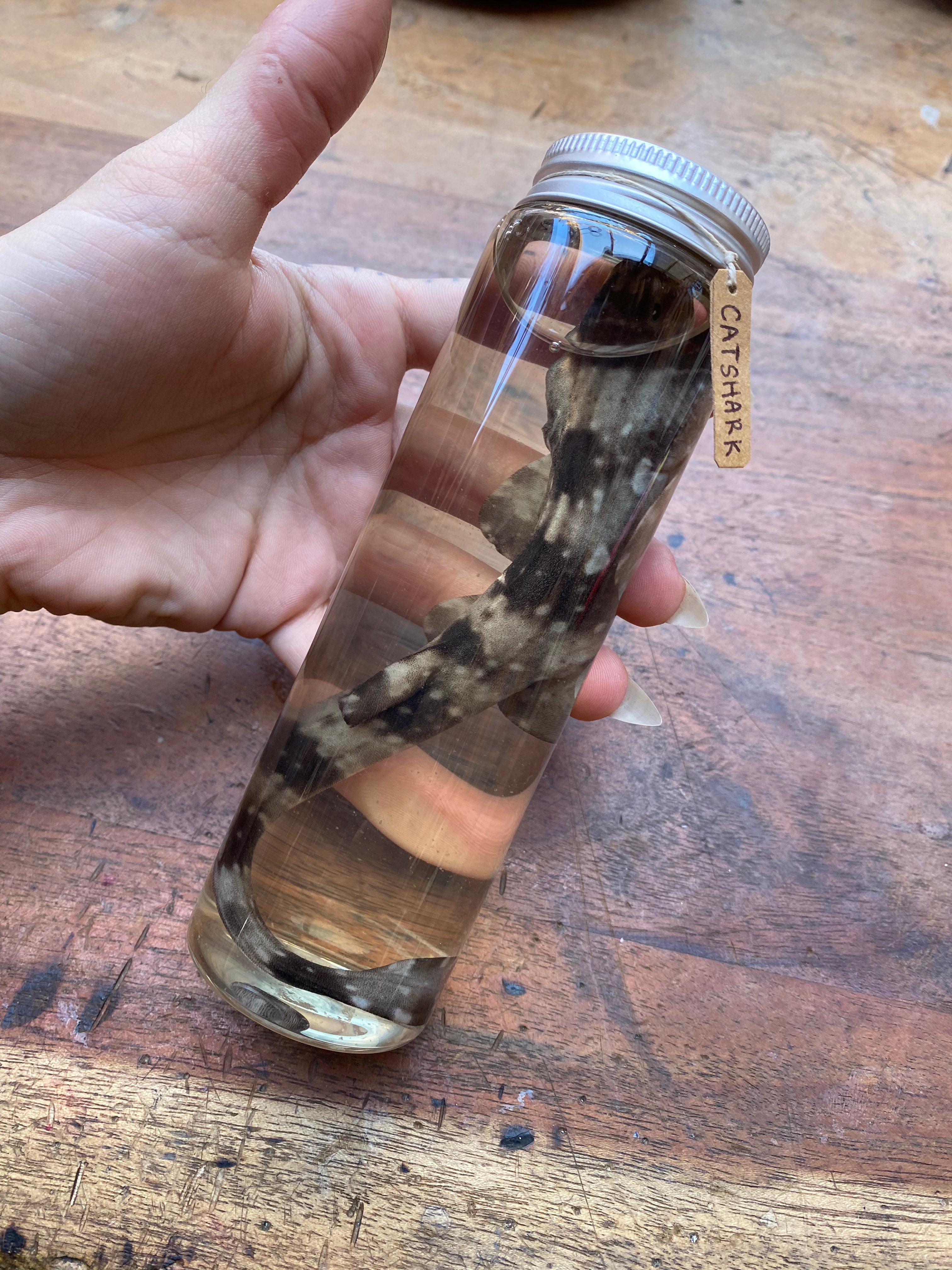 Catshark (Scyliorhinidae) Wet Specimen