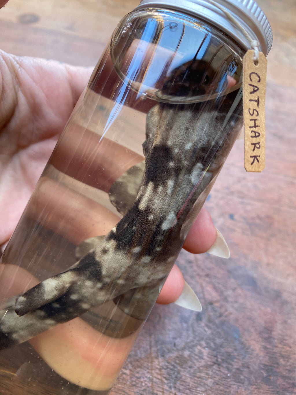 Catshark (Scyliorhinidae) Wet Specimen