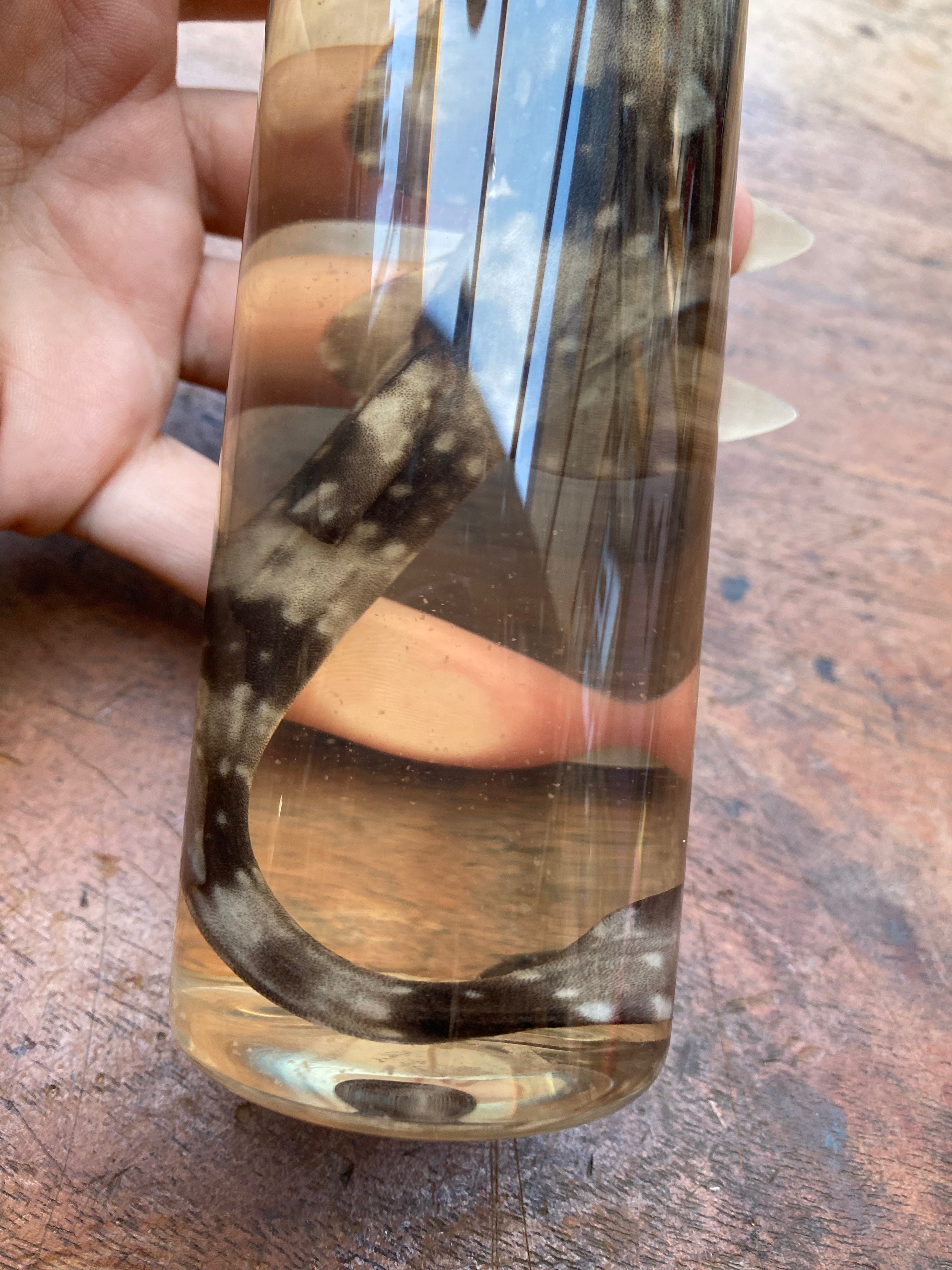 Catshark (Scyliorhinidae) Wet Specimen