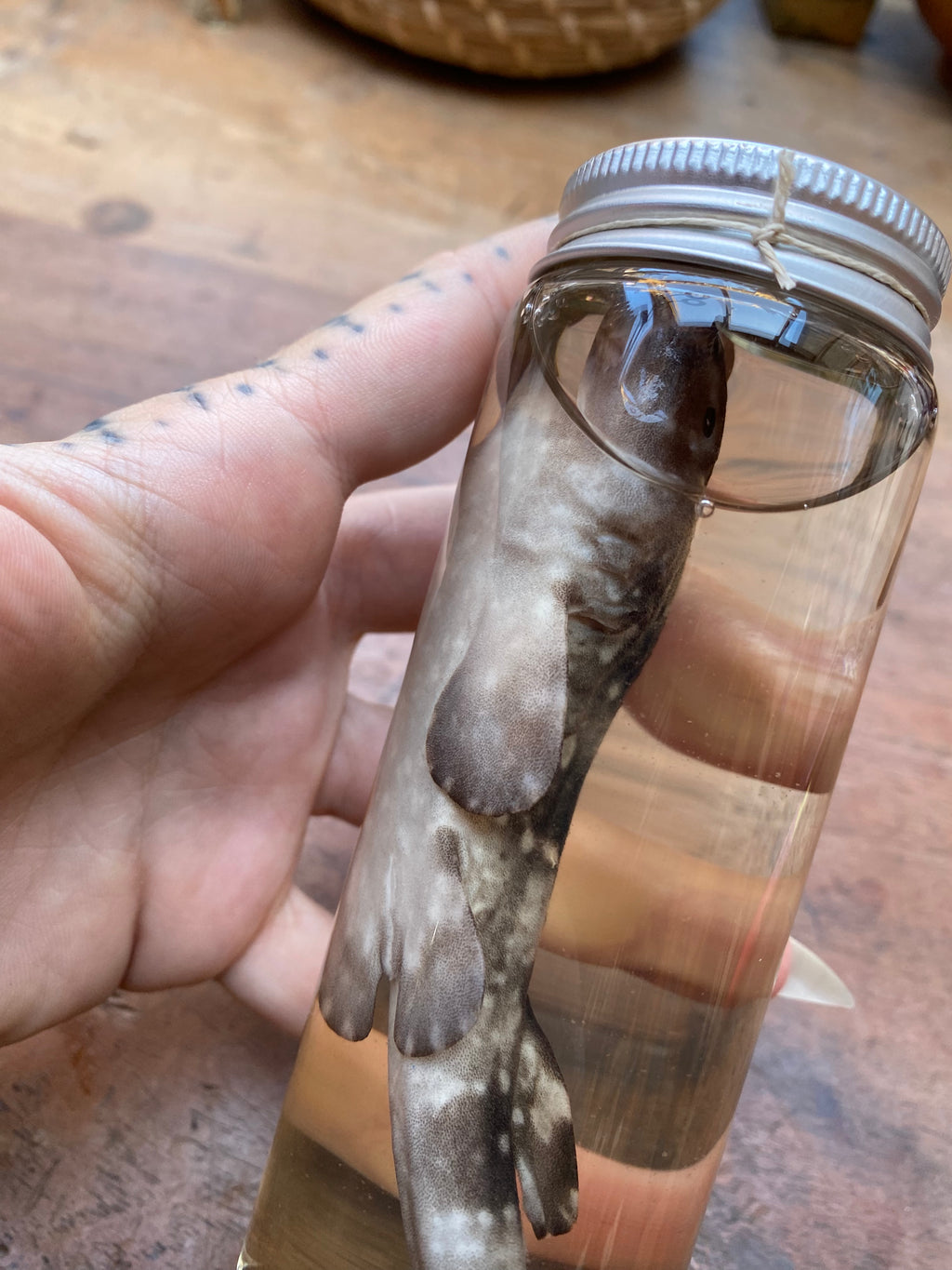 Catshark (Scyliorhinidae) Wet Specimen