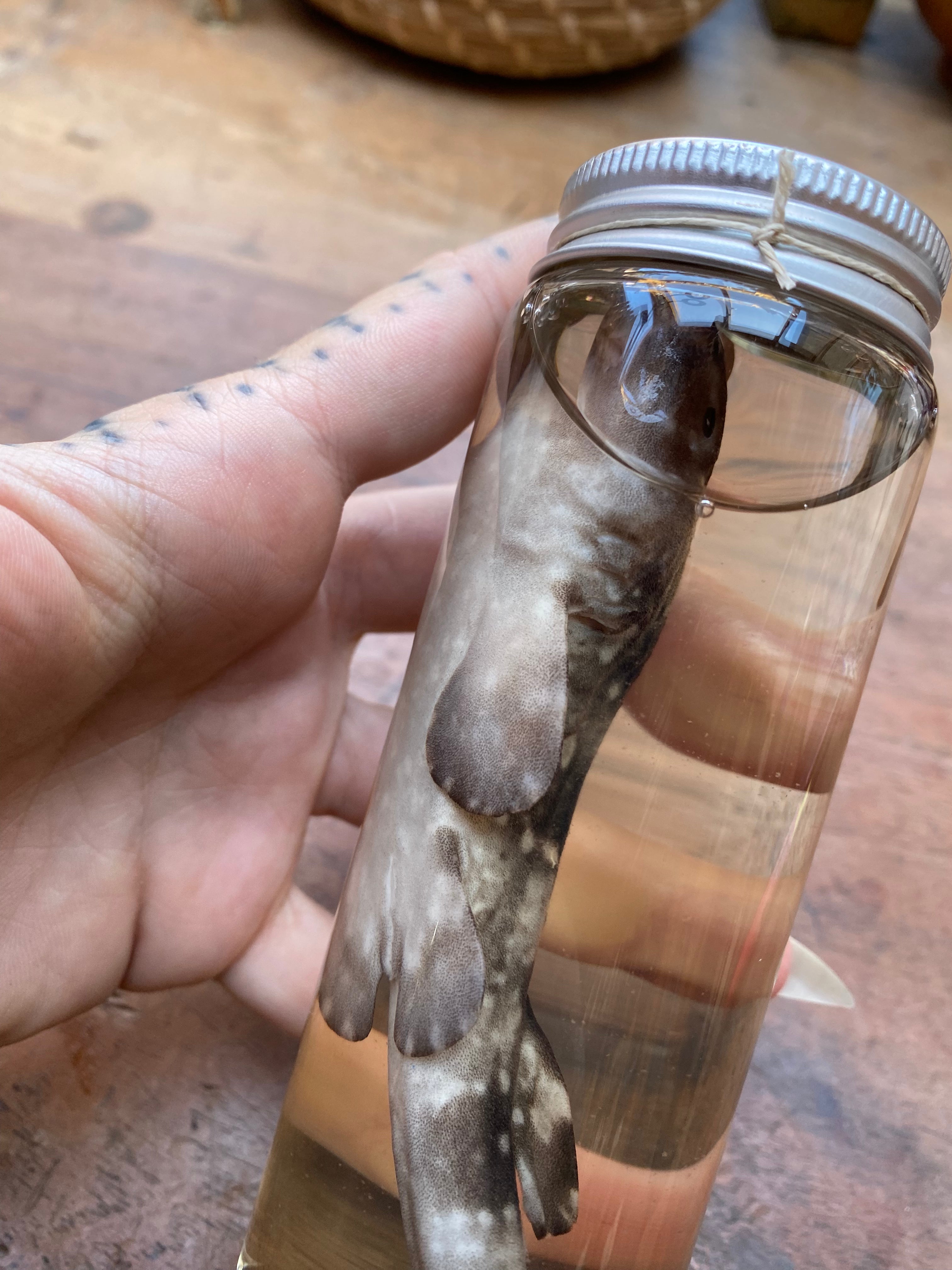 Catshark (Scyliorhinidae) Wet Specimen