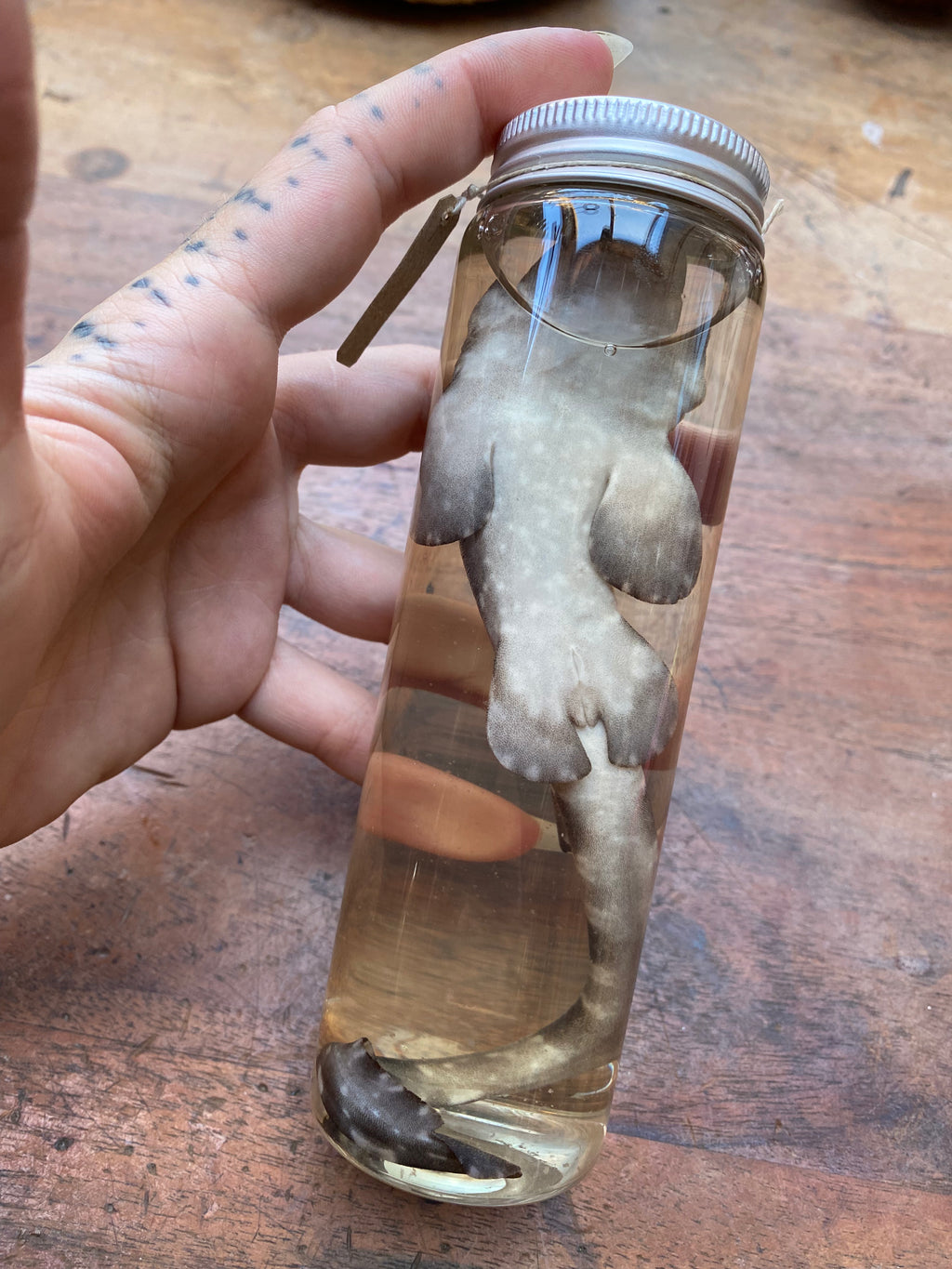 Catshark (Scyliorhinidae) Wet Specimen