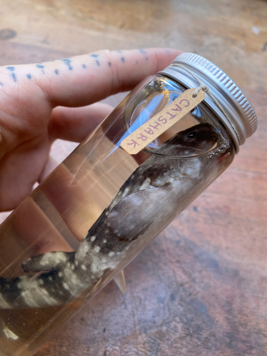 Catshark (Scyliorhinidae) Wet Specimen