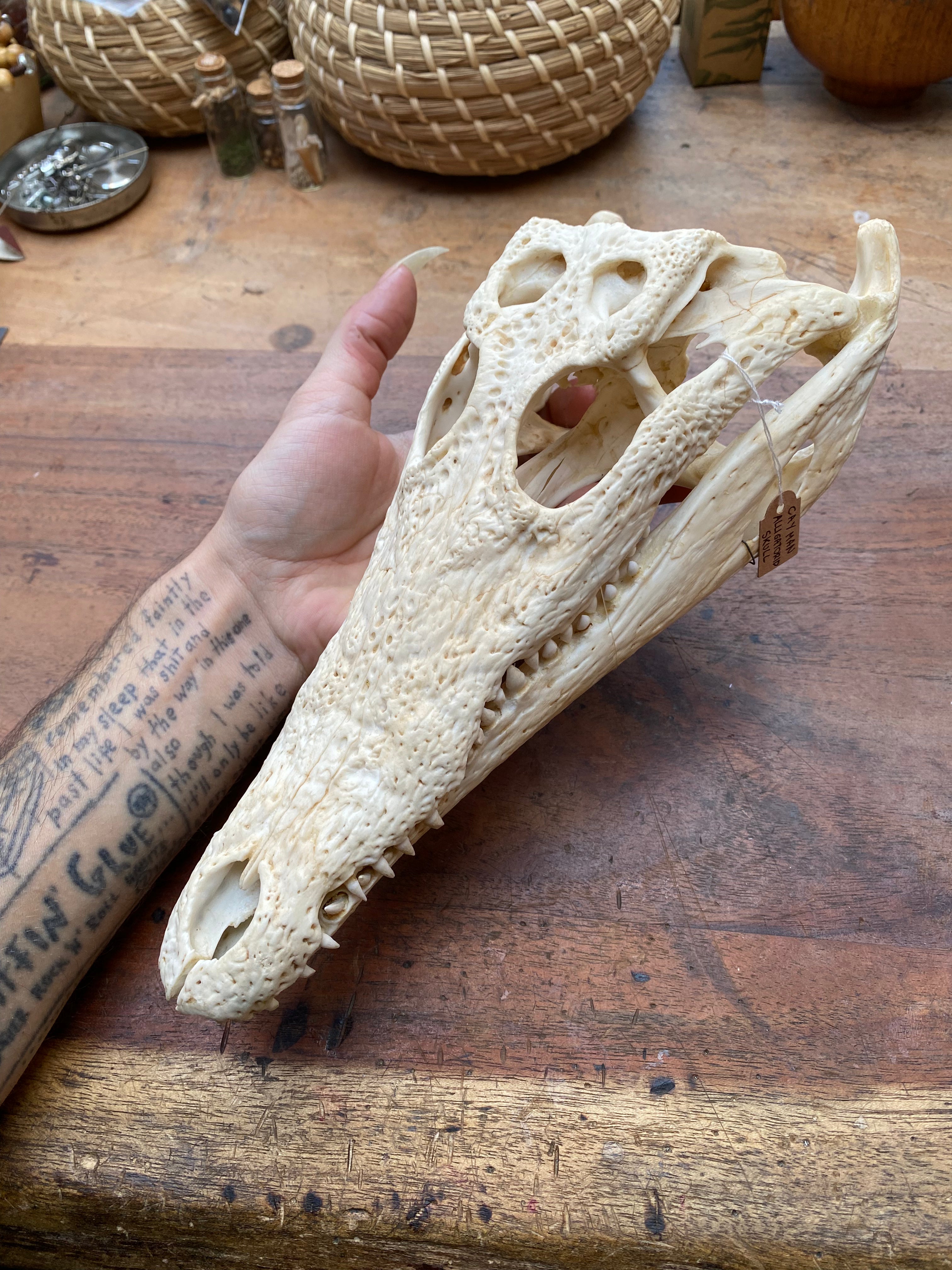 Cayman Alligatorid Skull