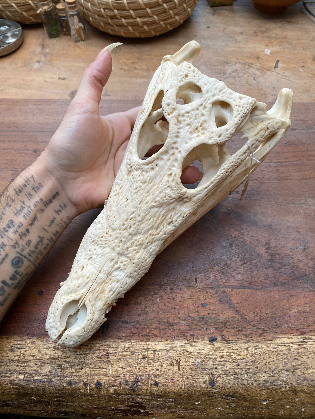 Cayman Alligatorid Skull
