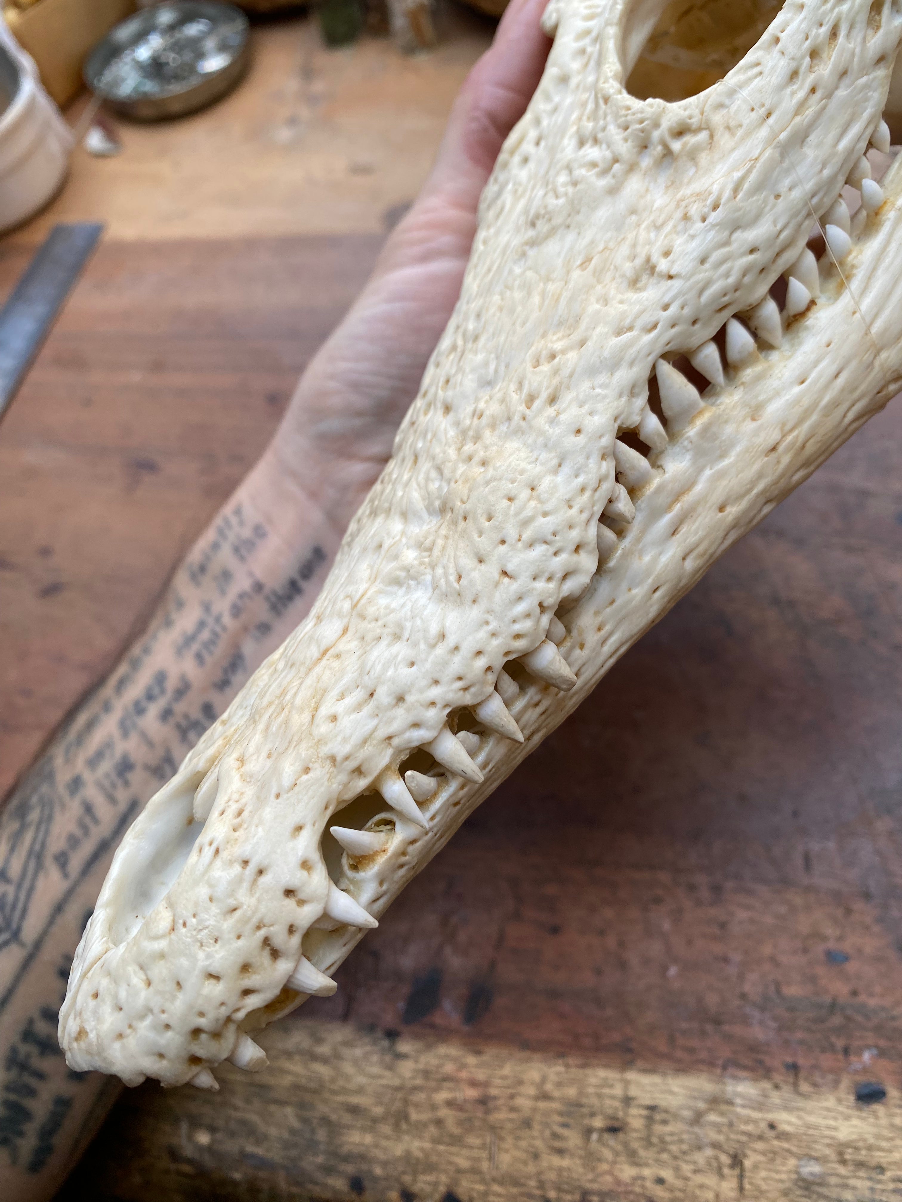 Cayman Alligatorid Skull