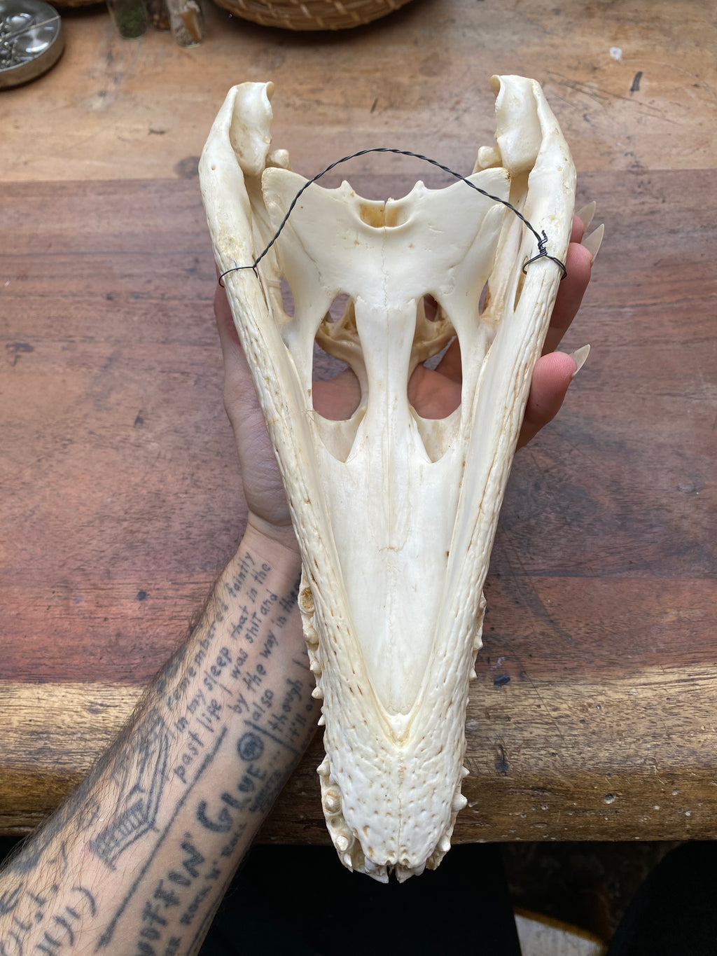 Cayman Alligatorid Skull