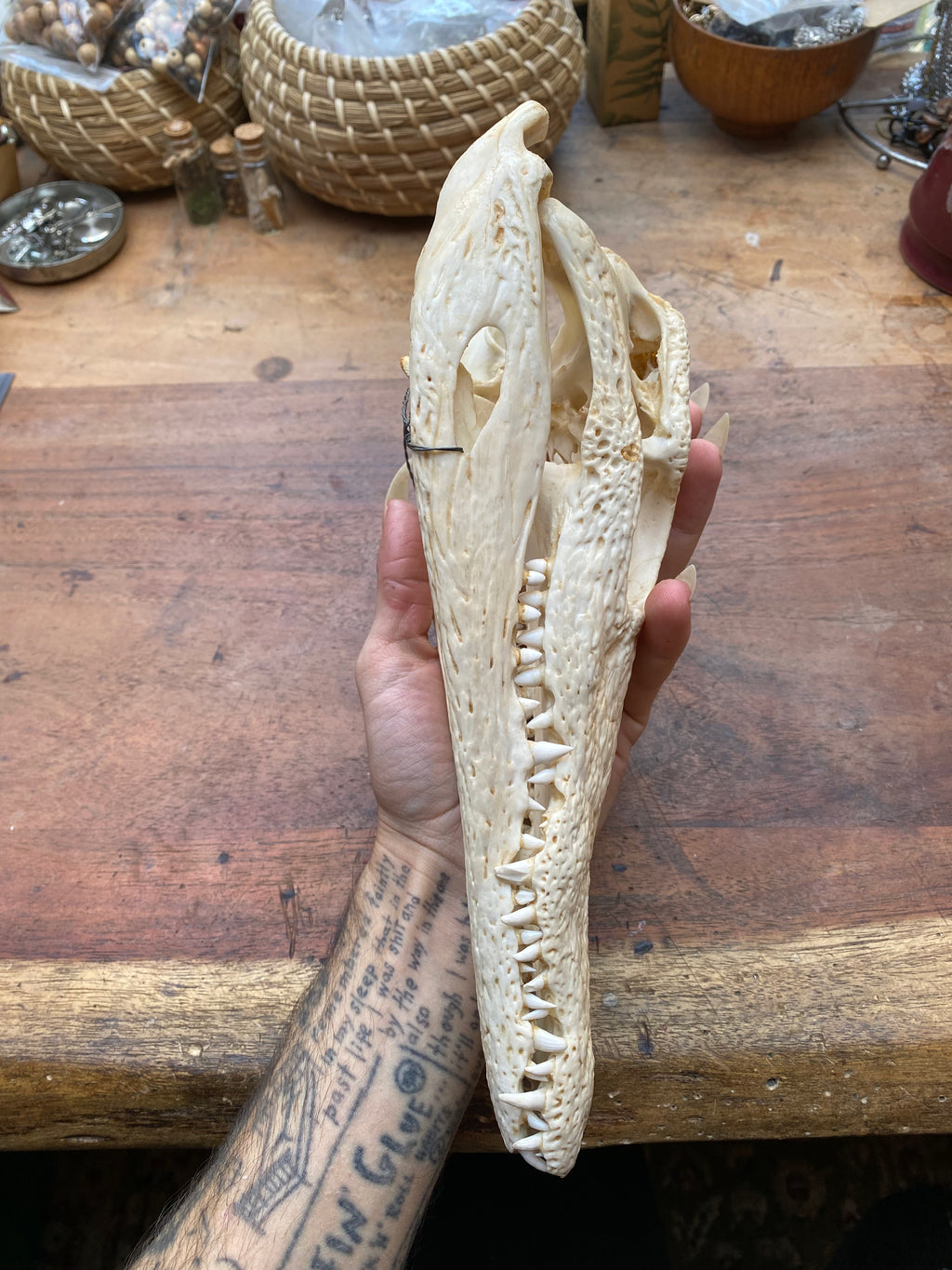 Cayman Alligatorid Skull