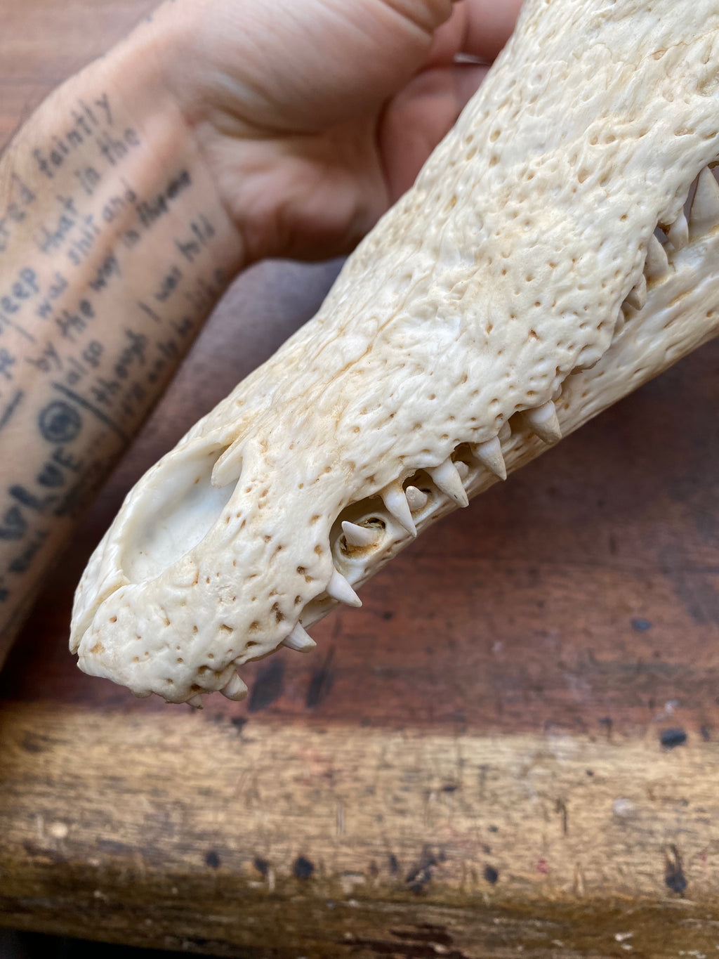 Cayman Alligatorid Skull