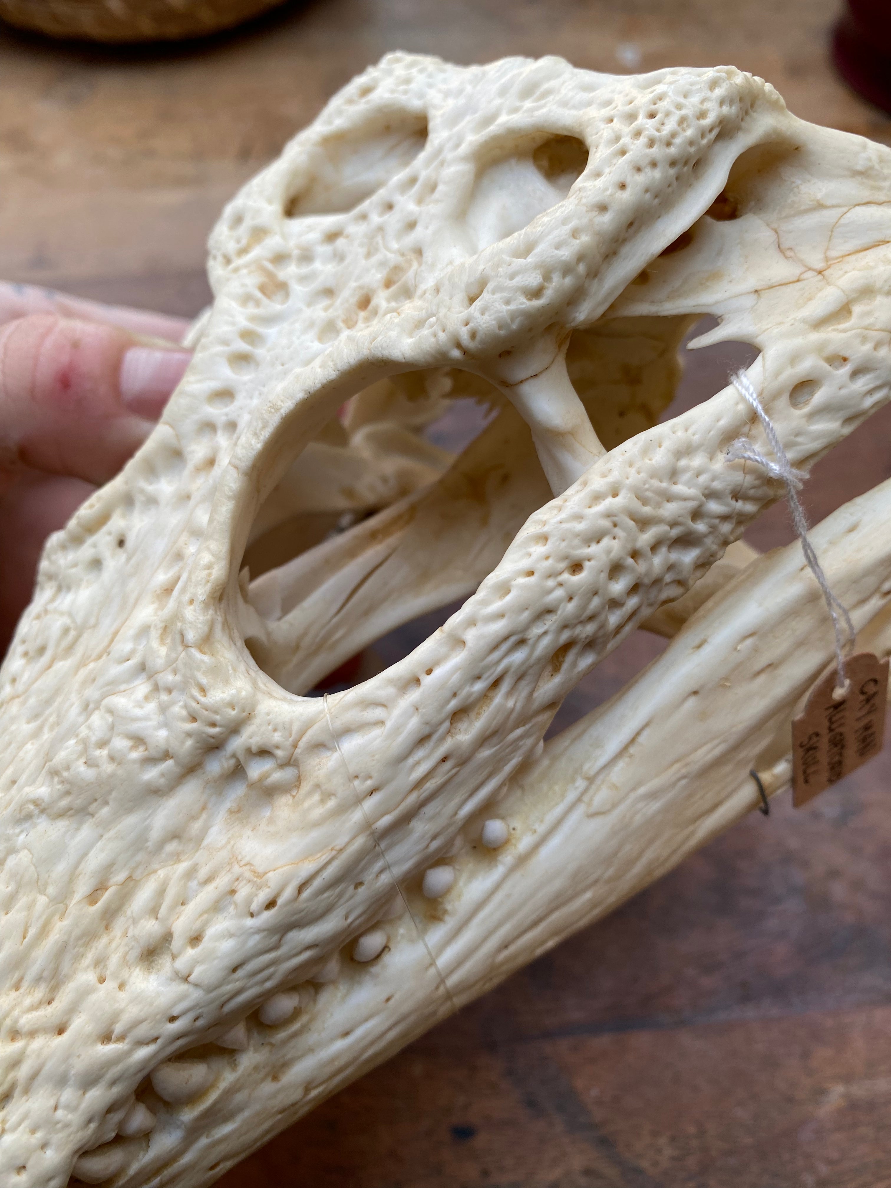 Cayman Alligatorid Skull