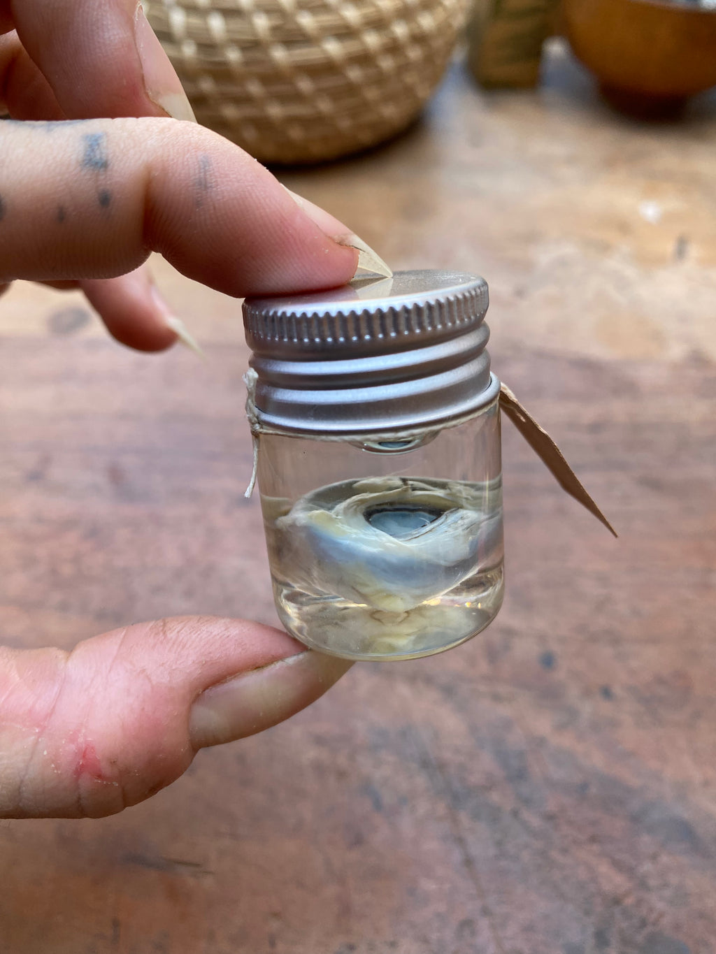 Crow Eyeball Wet Specimen