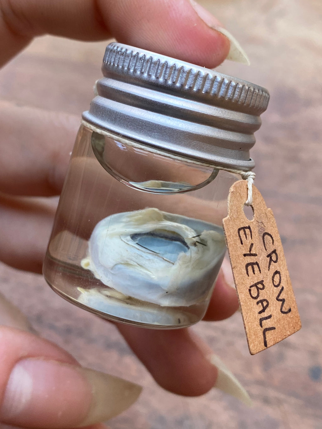 Crow Eyeball Wet Specimen