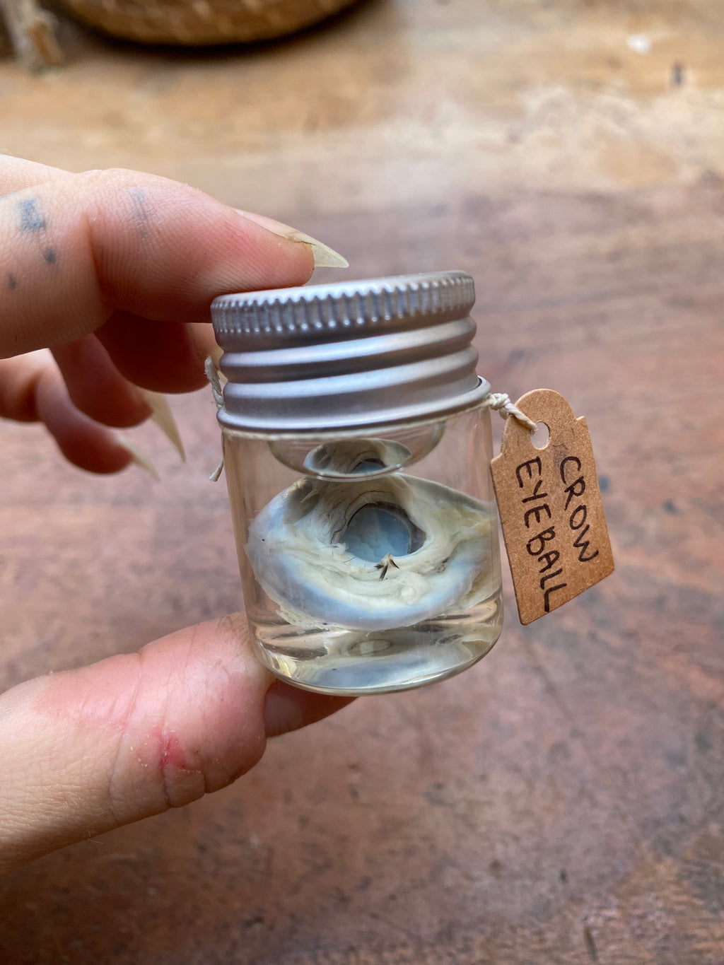 Crow Eyeball Wet Specimen