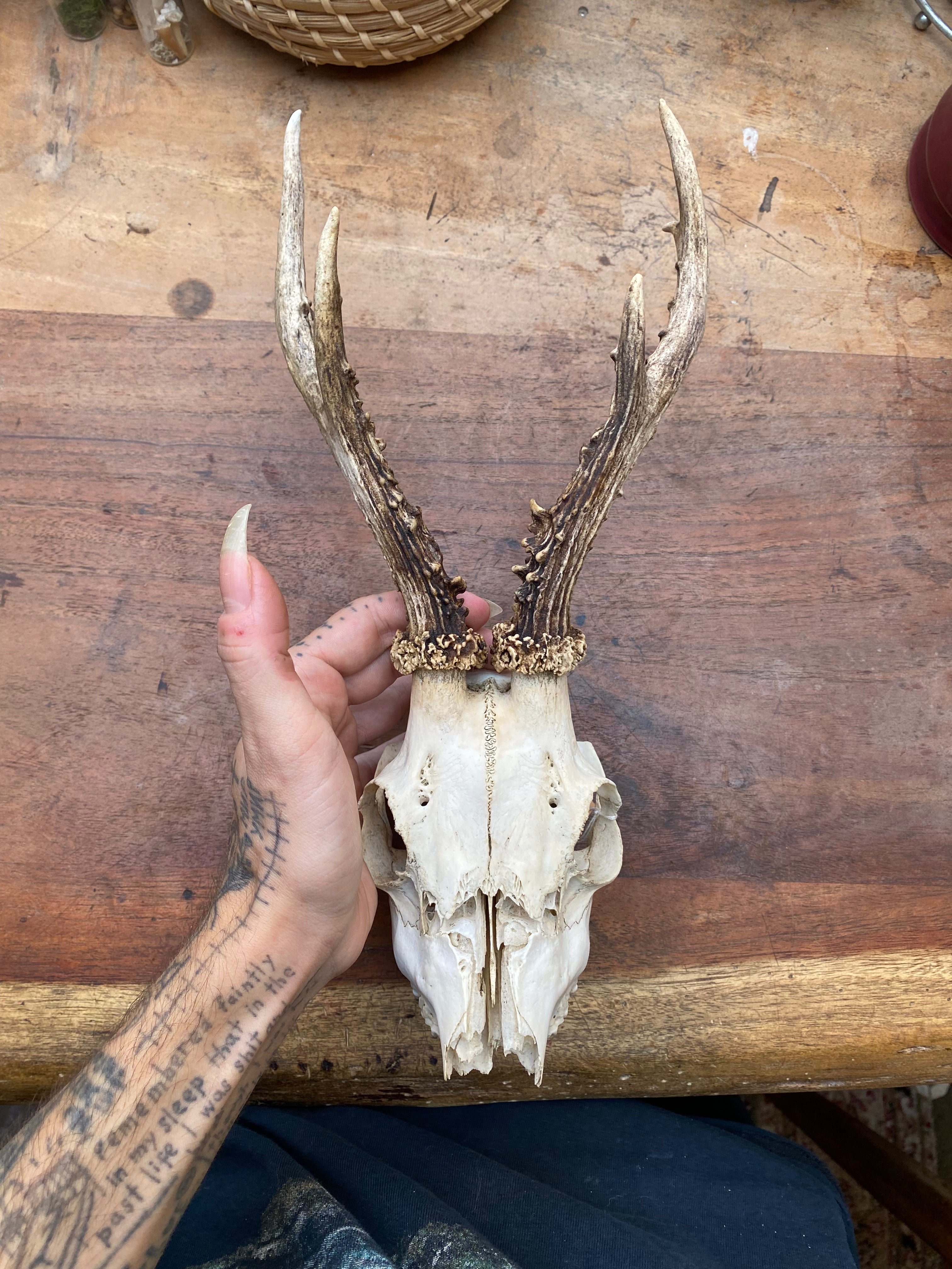 Roe Buck Deer Skull