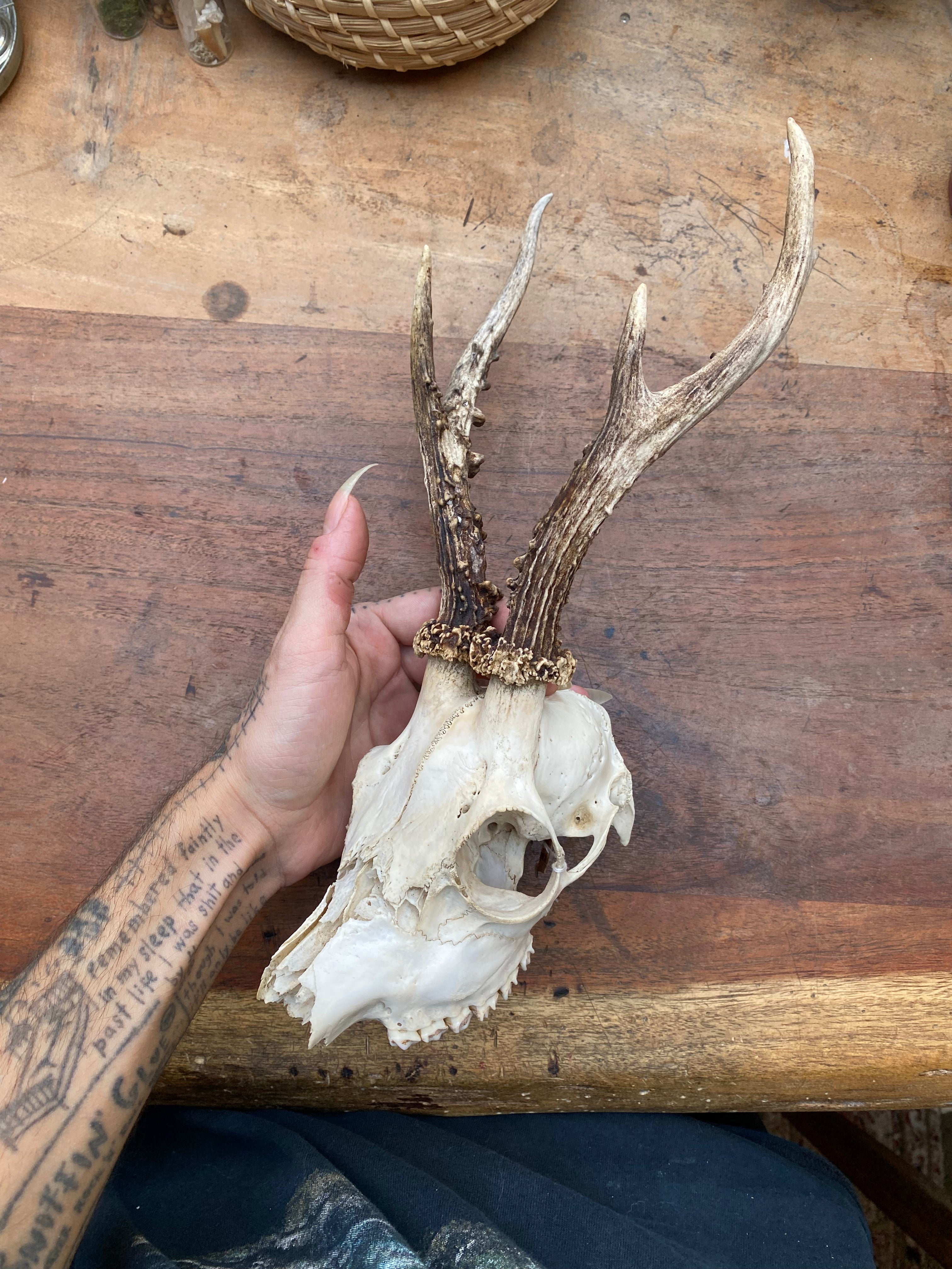 Roe Buck Deer Skull