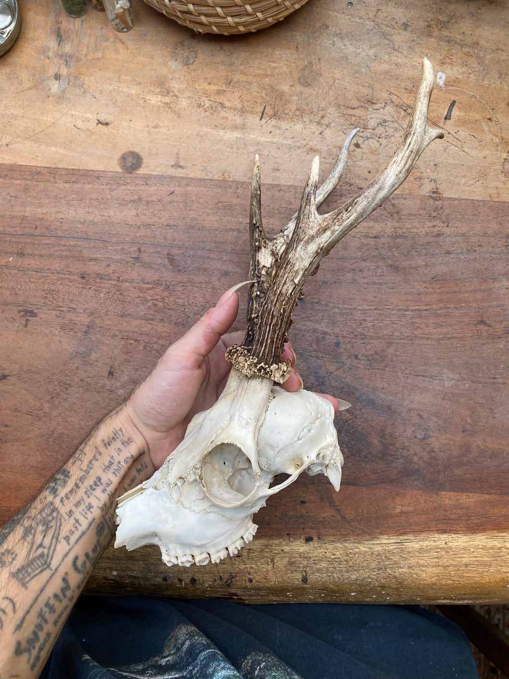 Roe Buck Deer Skull
