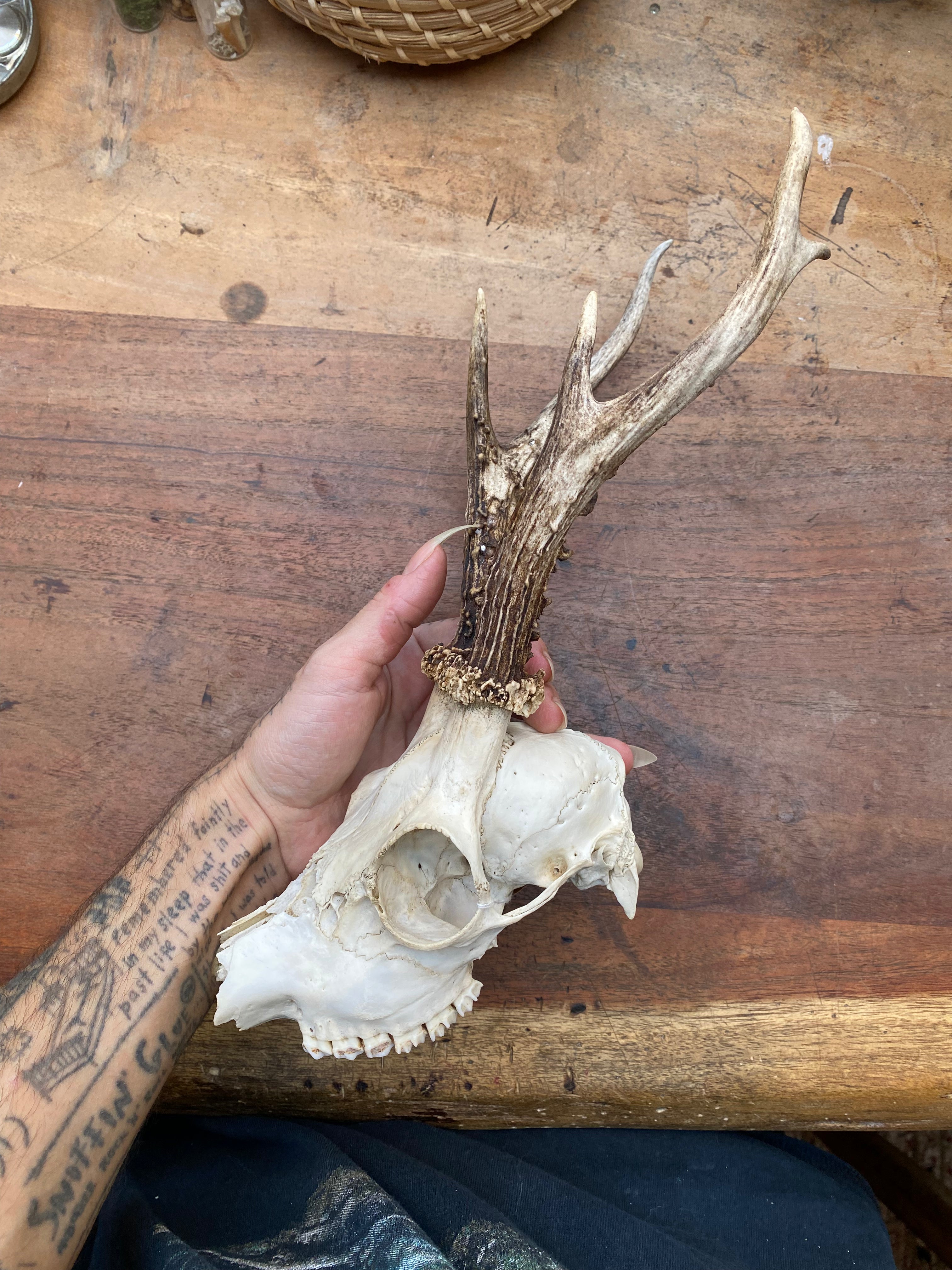 Roe Buck Deer Skull