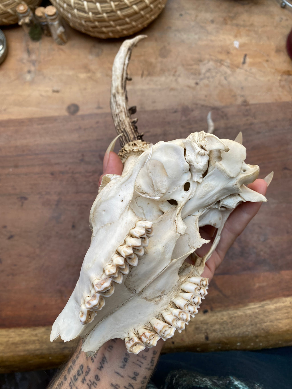 Roe Buck Deer Skull