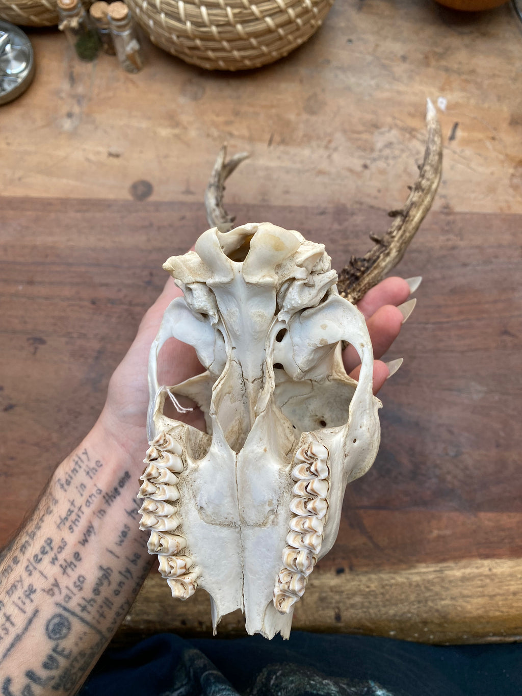Roe Buck Deer Skull