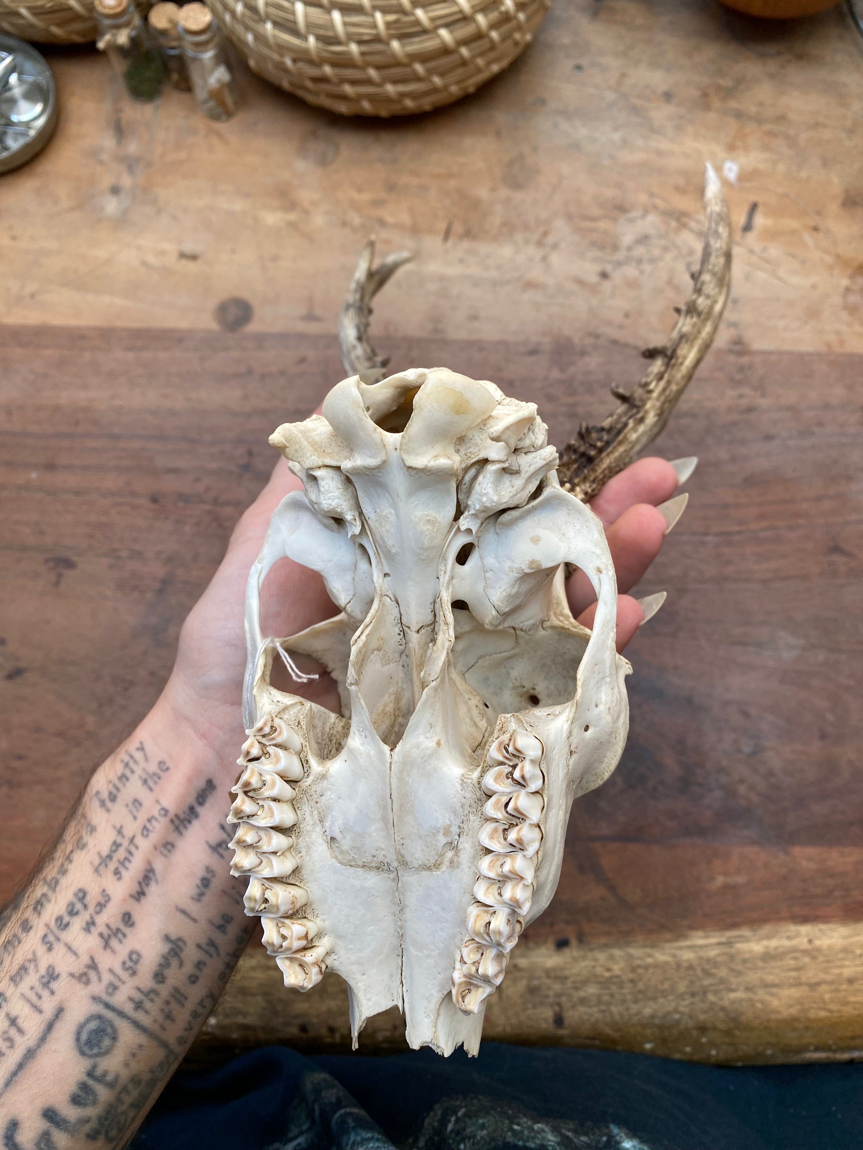 Roe Buck Deer Skull