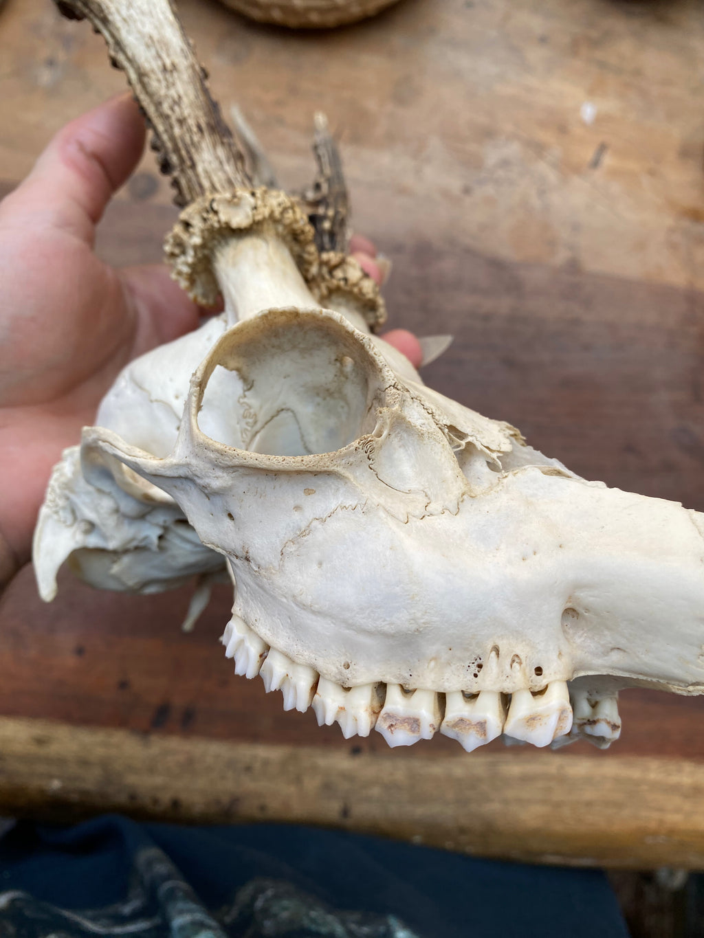 Roe Buck Deer Skull