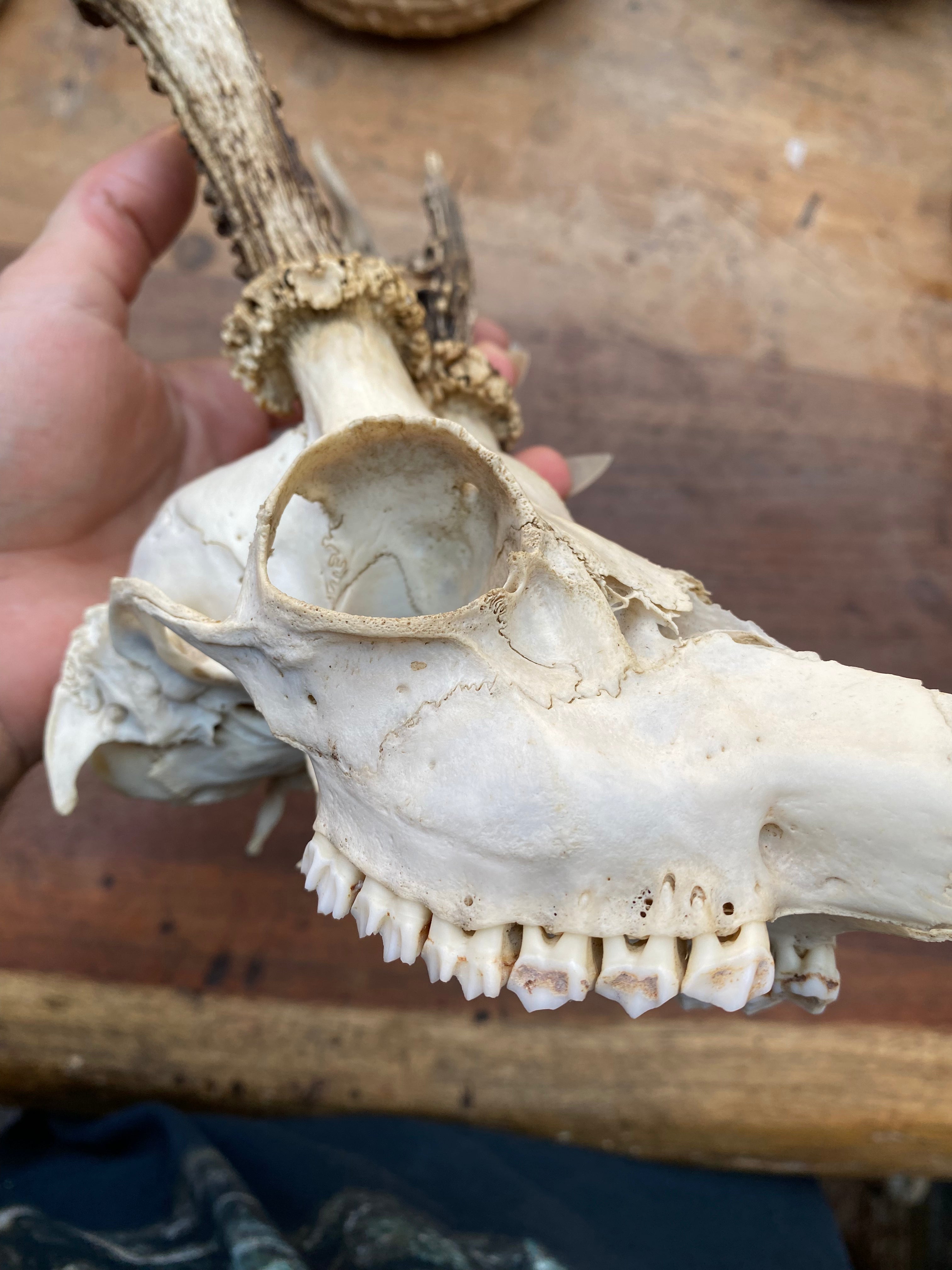 Roe Buck Deer Skull