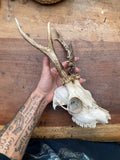 Roe Buck Deer Skull