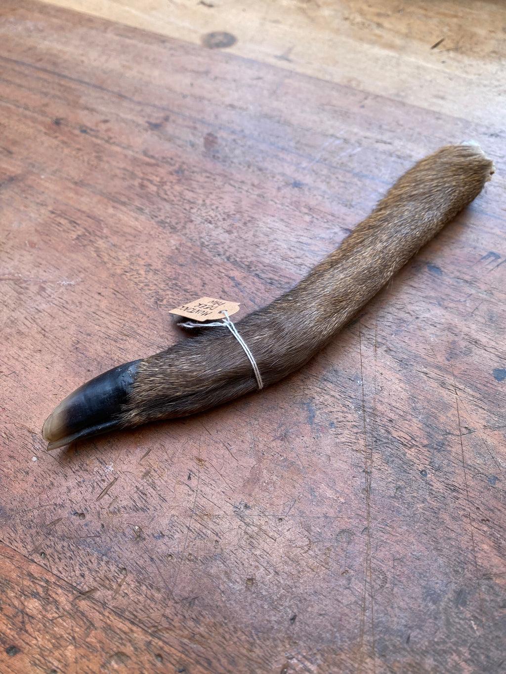 Muntjack Deer Paw