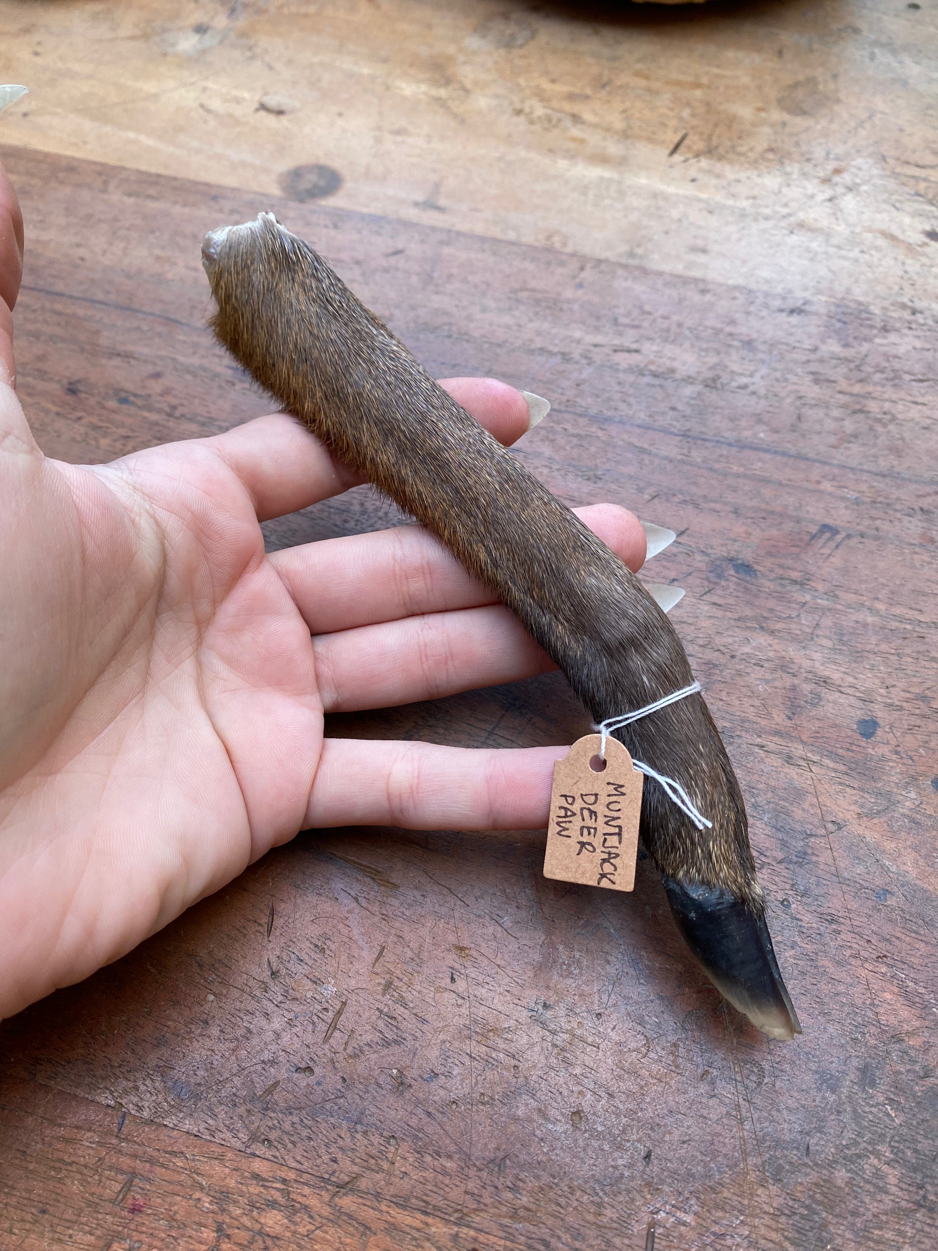 Muntjack Deer Paw