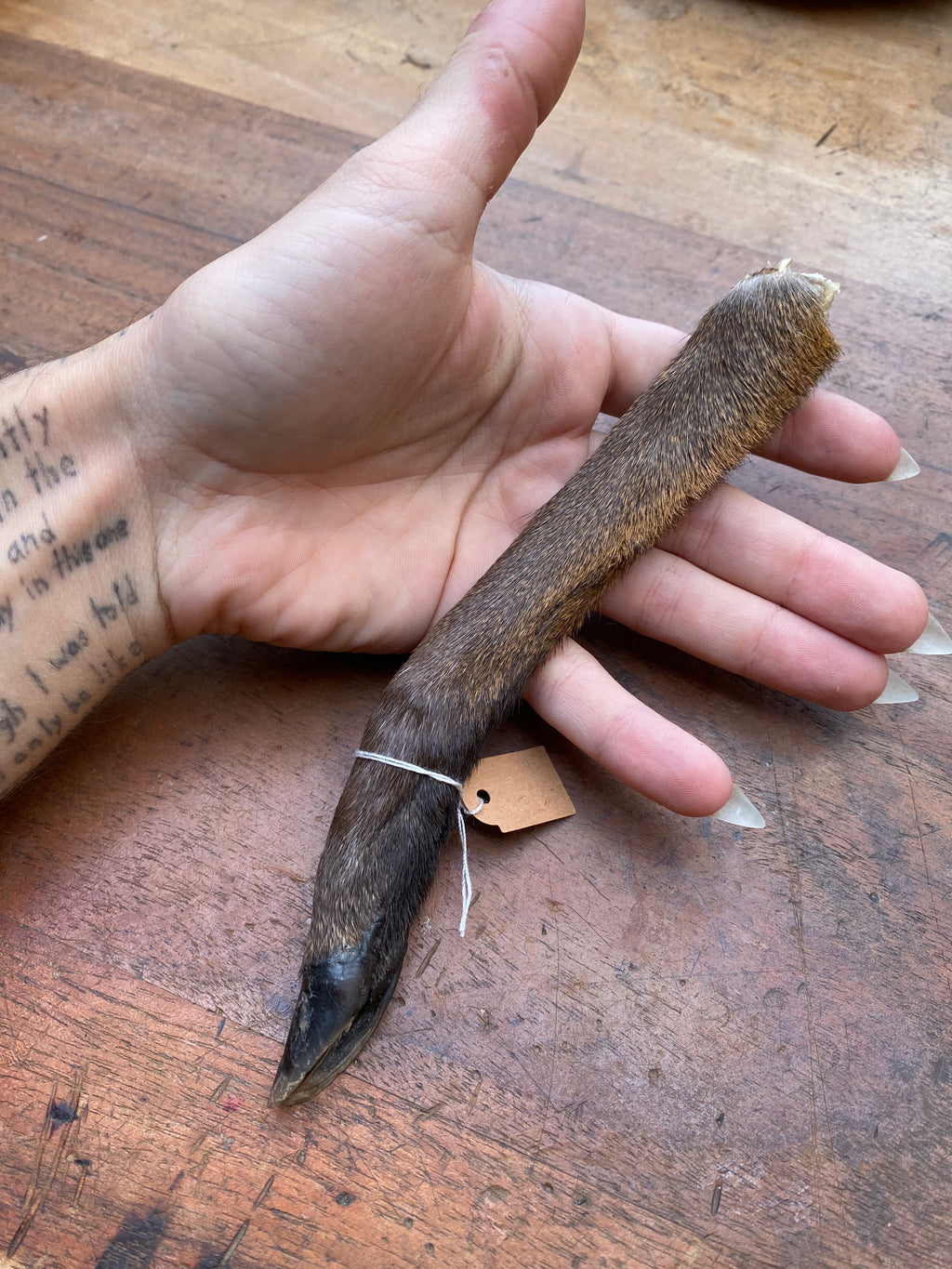 Muntjack Deer Paw