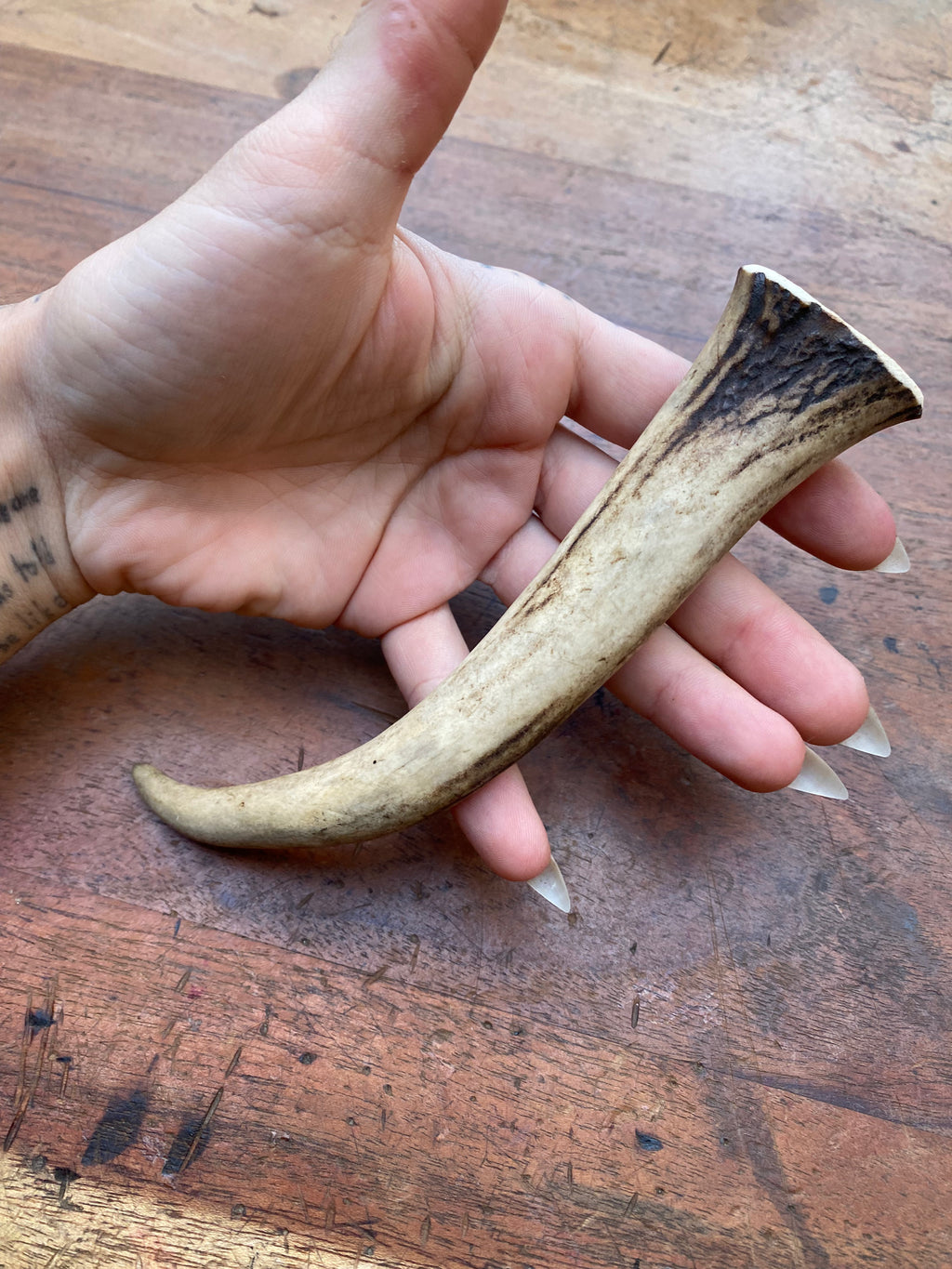 Deer Antler