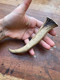 Deer Antler