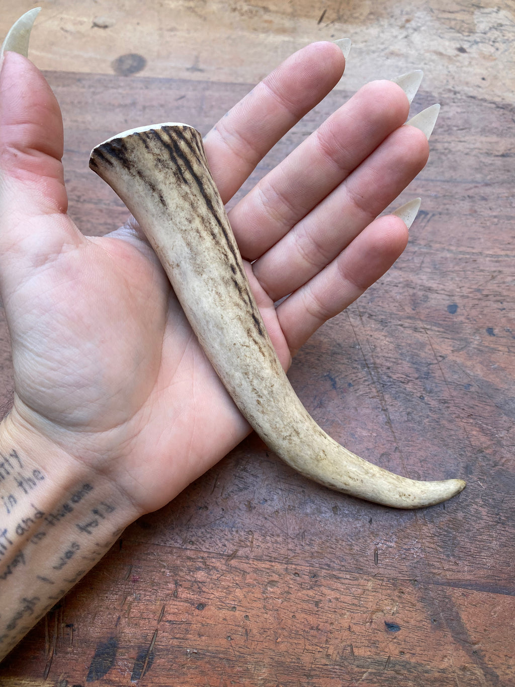 Deer Antler