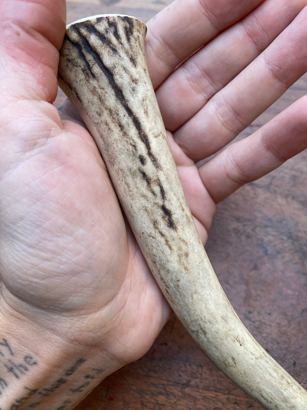 Deer Antler