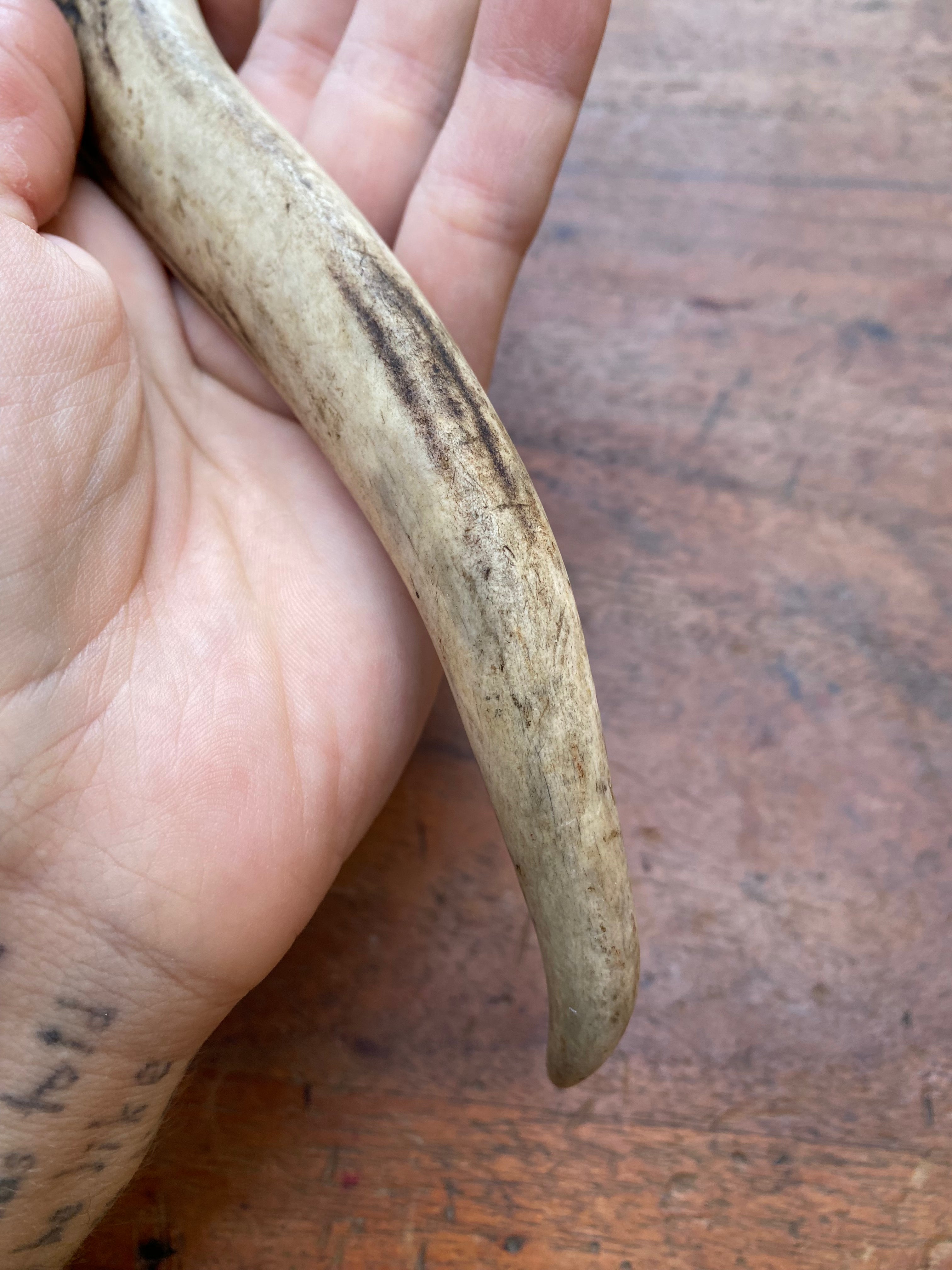 Deer Antler