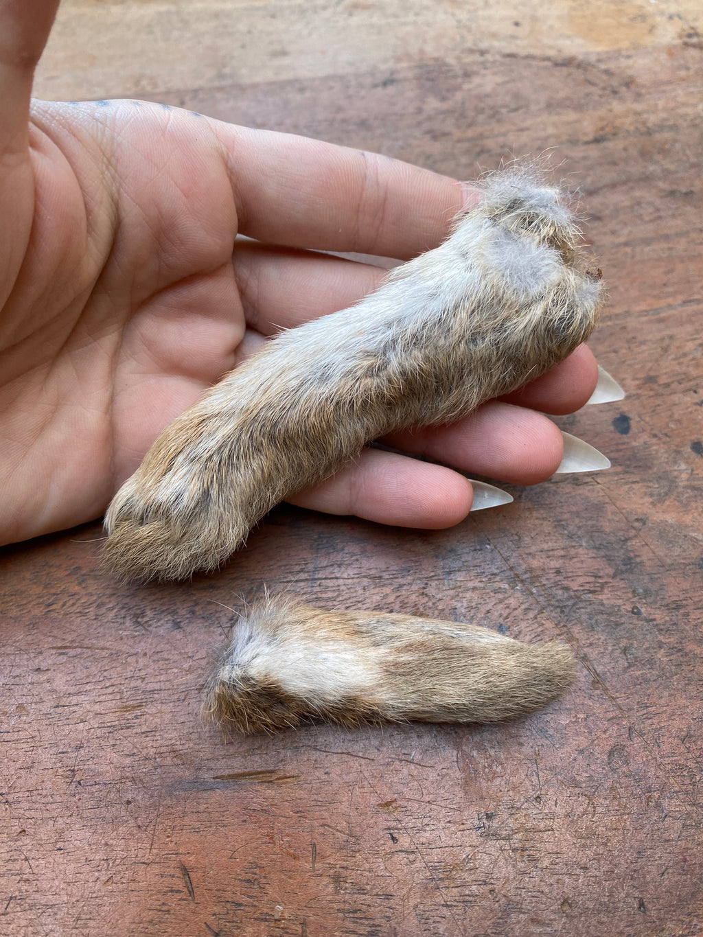Rabbit Paw