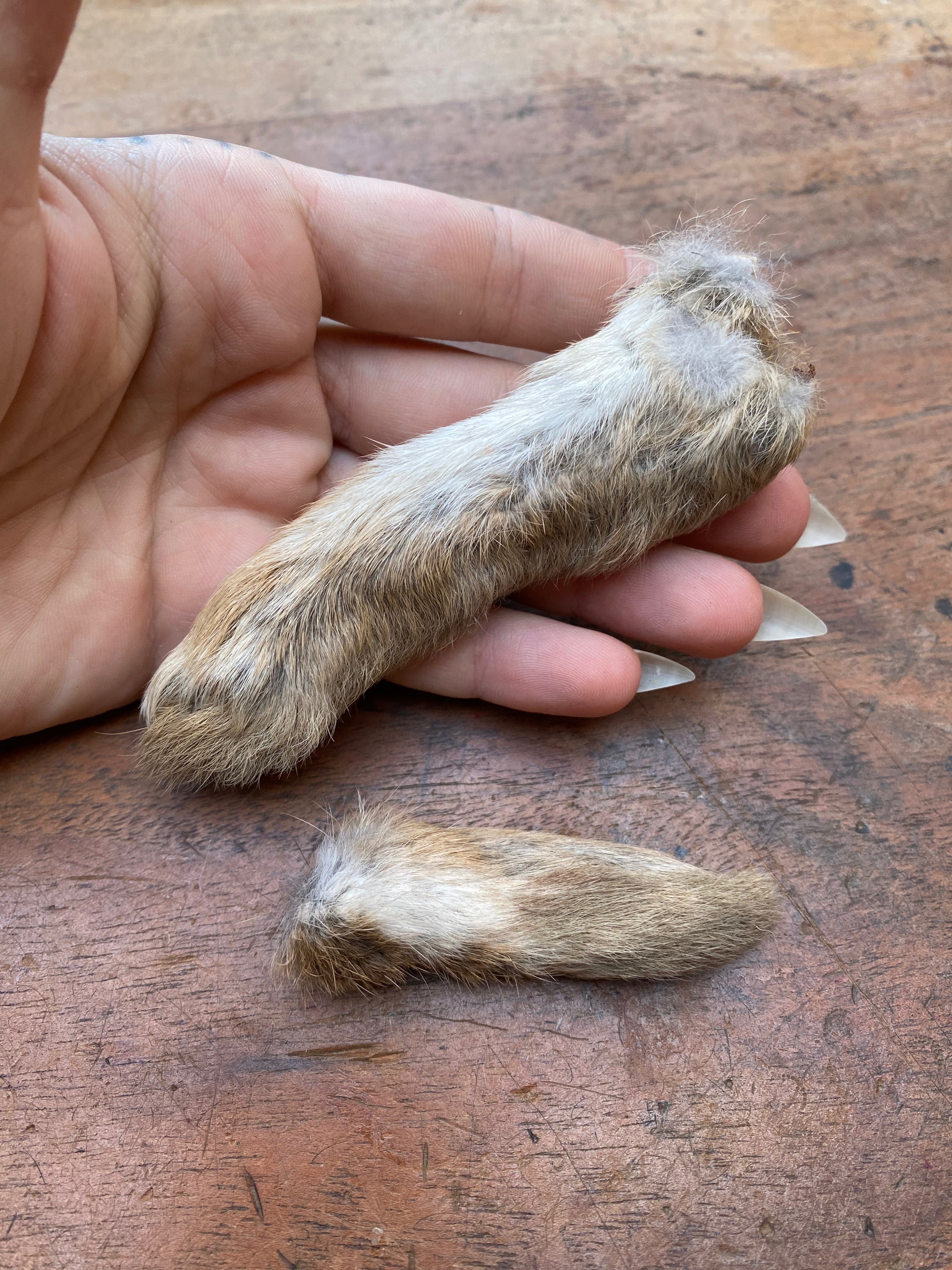 Rabbit Paw