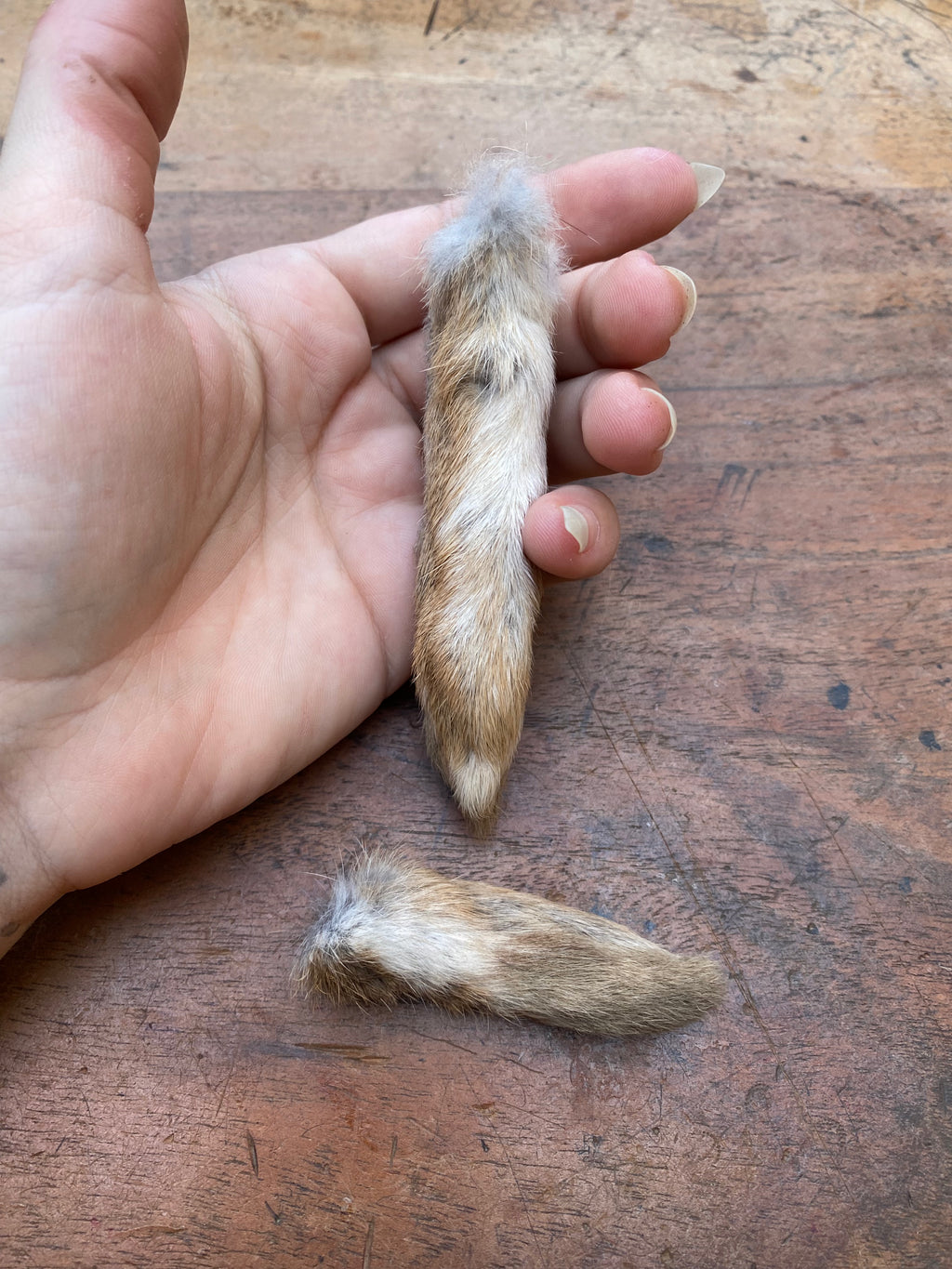 Rabbit Paw